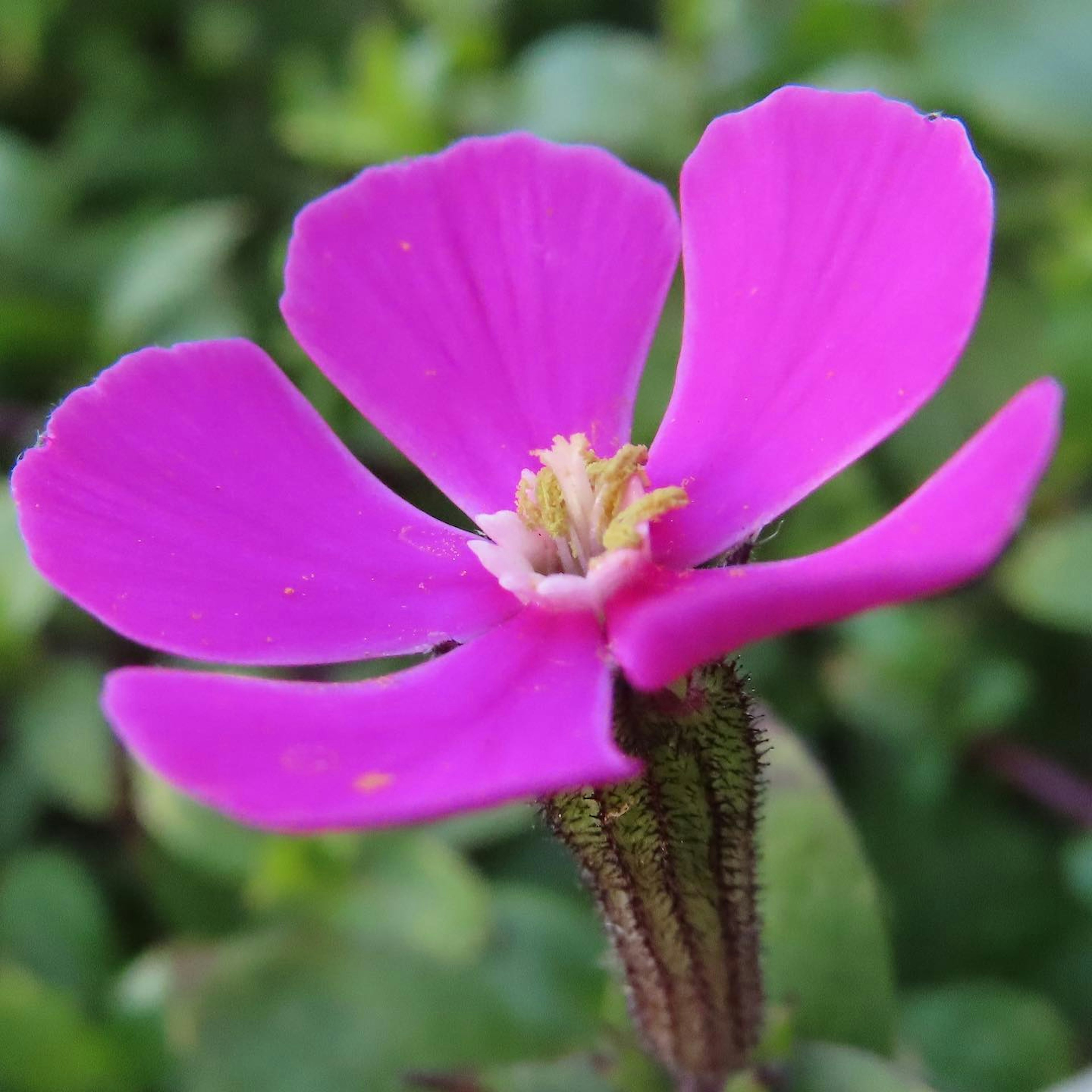 Nahaufnahme einer Blume mit lebhaften rosa Blütenblättern