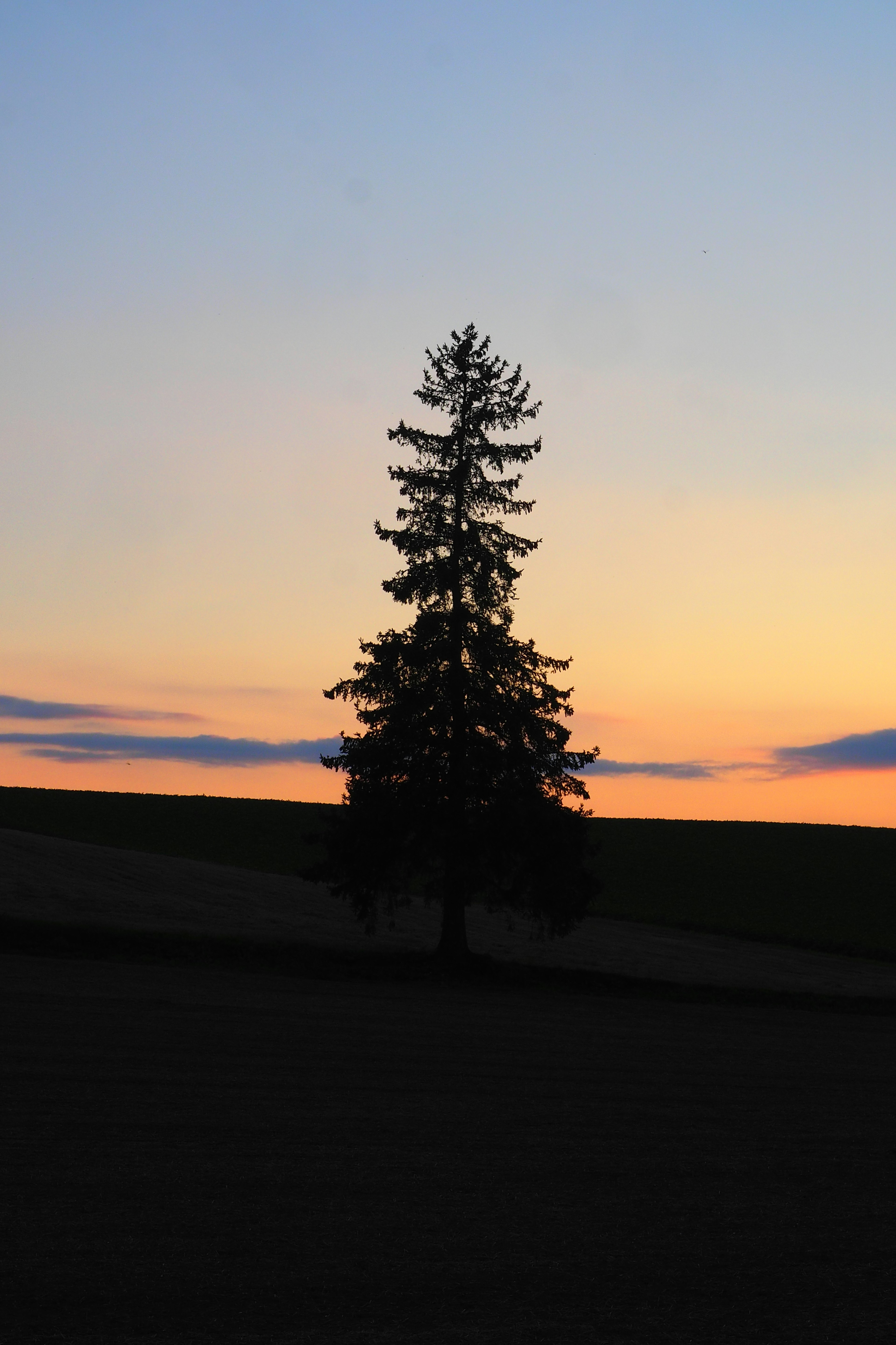 Silhouette of a single tree against a colorful sunset sky