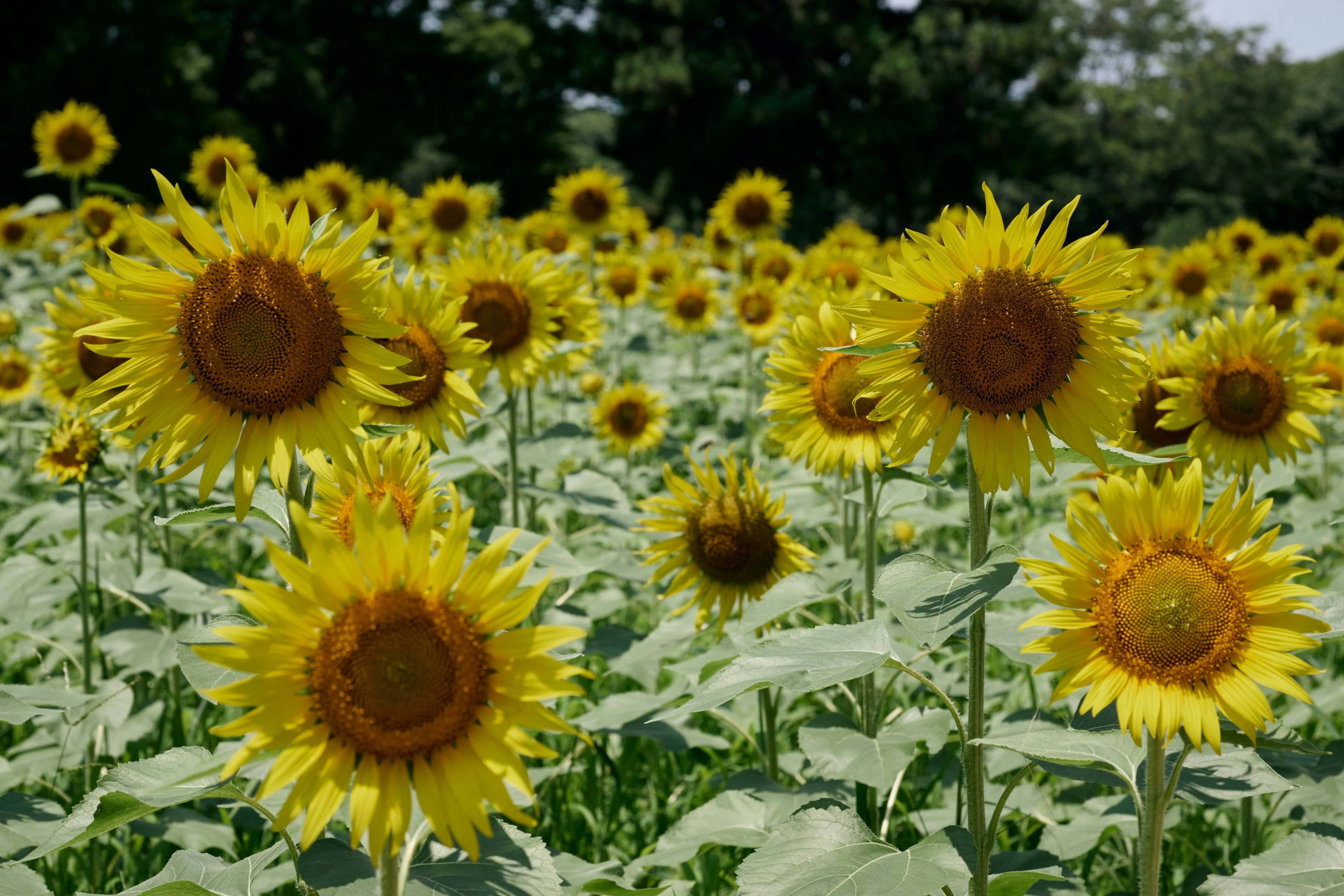 明るい黄色のひまわりが咲き誇る広大な花畑