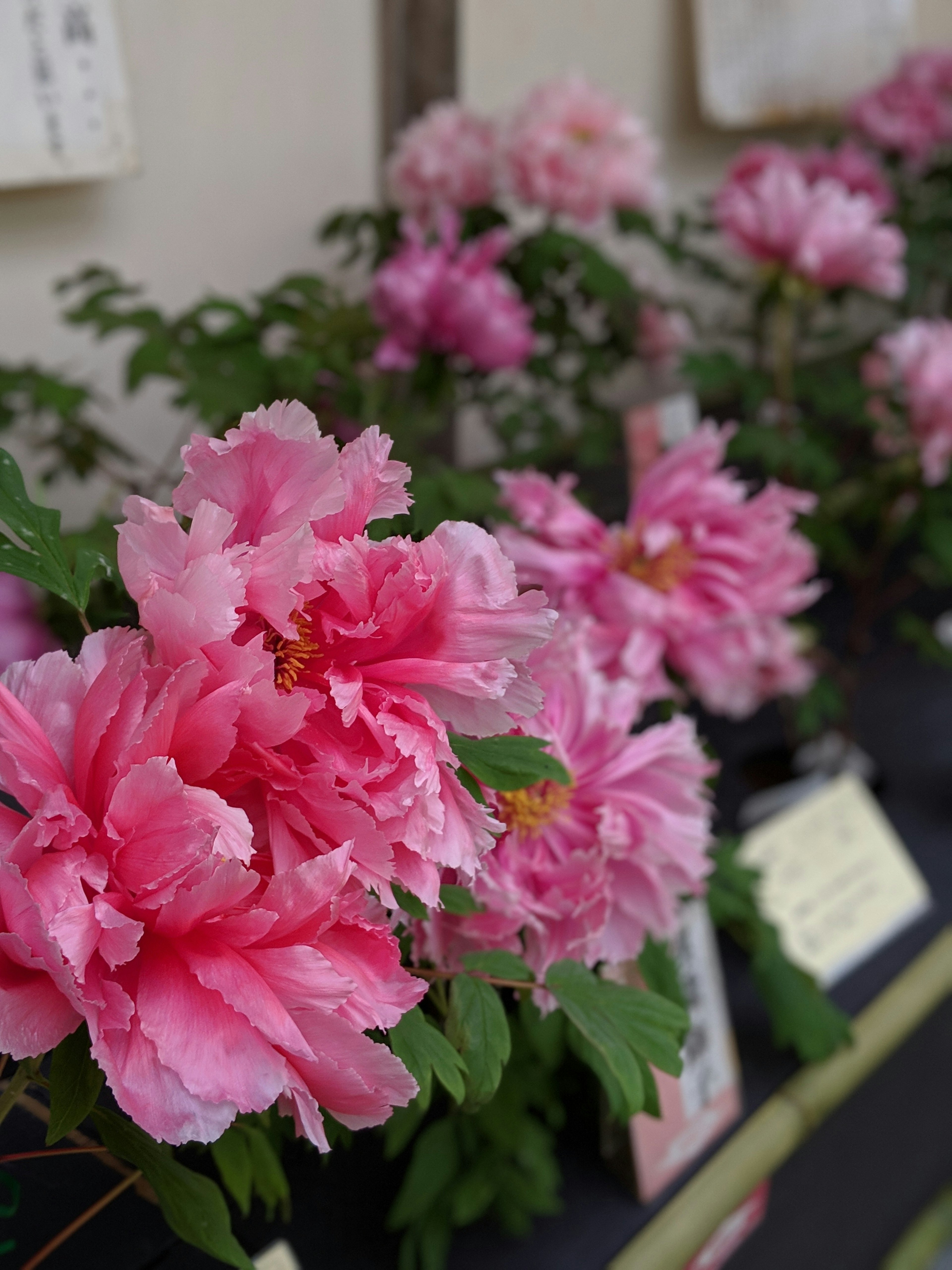 色鮮やかなピンクの花が咲く牡丹の鉢植えが並ぶ