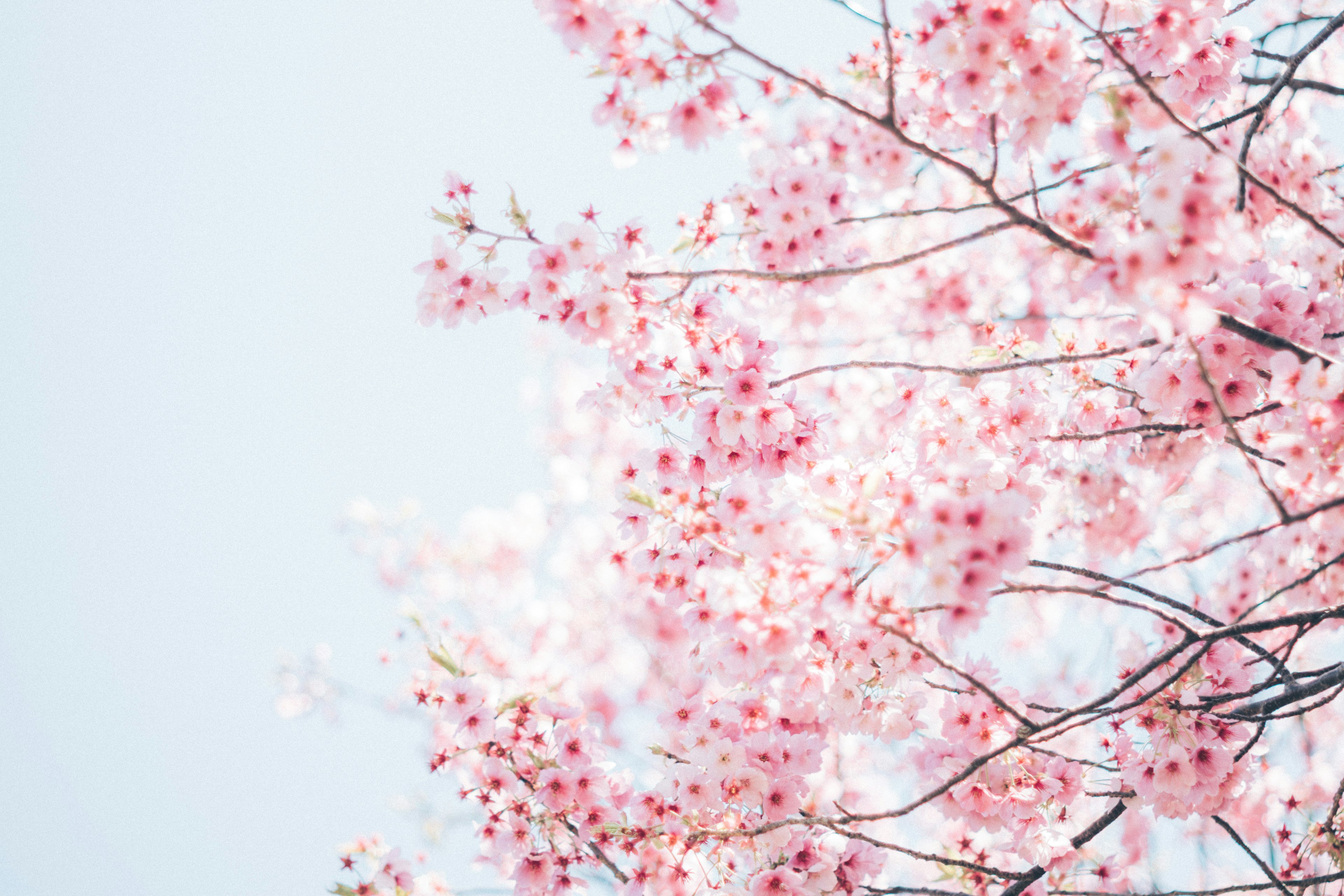 Cabang bunga sakura dengan bunga merah muda di latar belakang langit biru muda