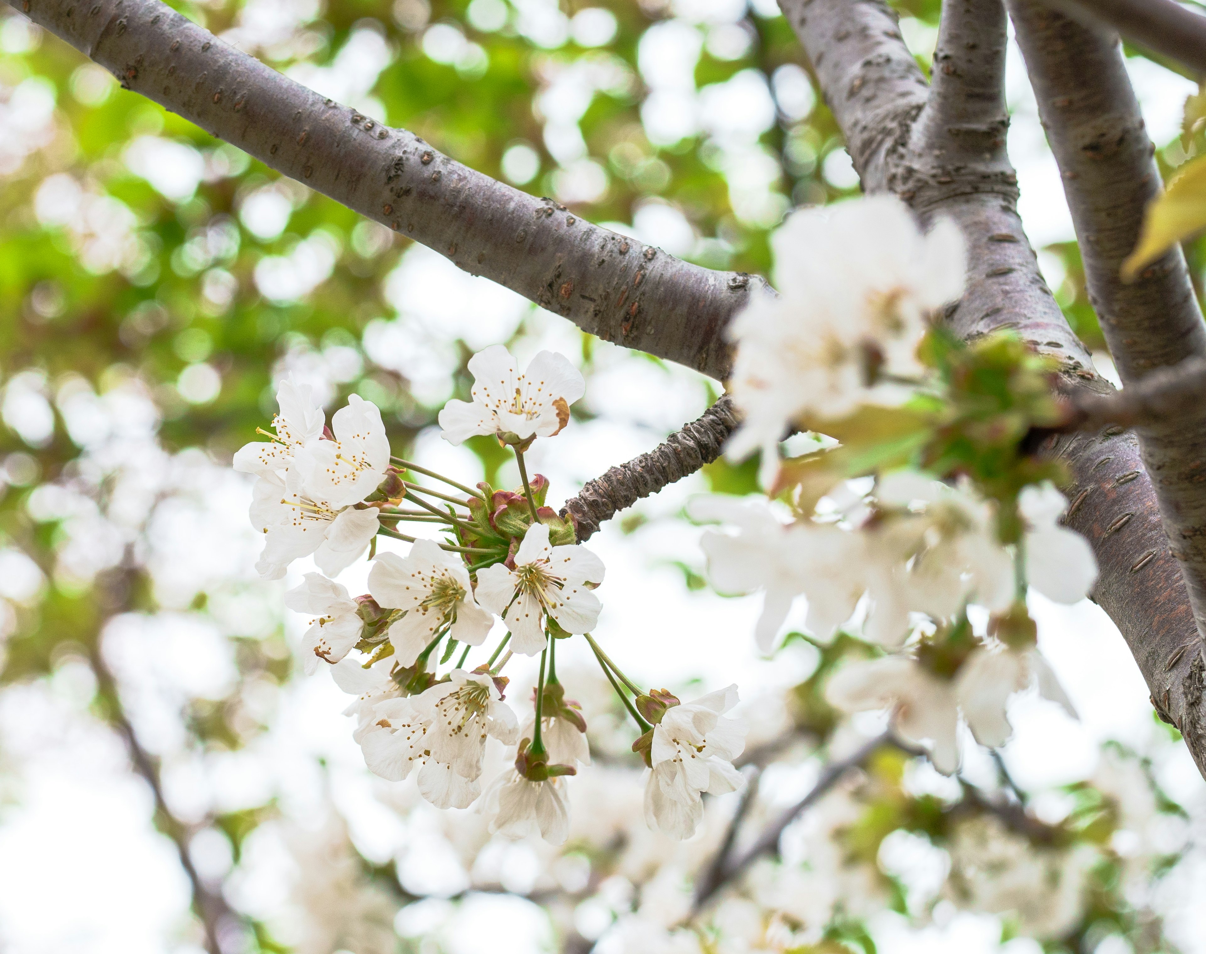 Primer plano de ramas con flores blancas en flor