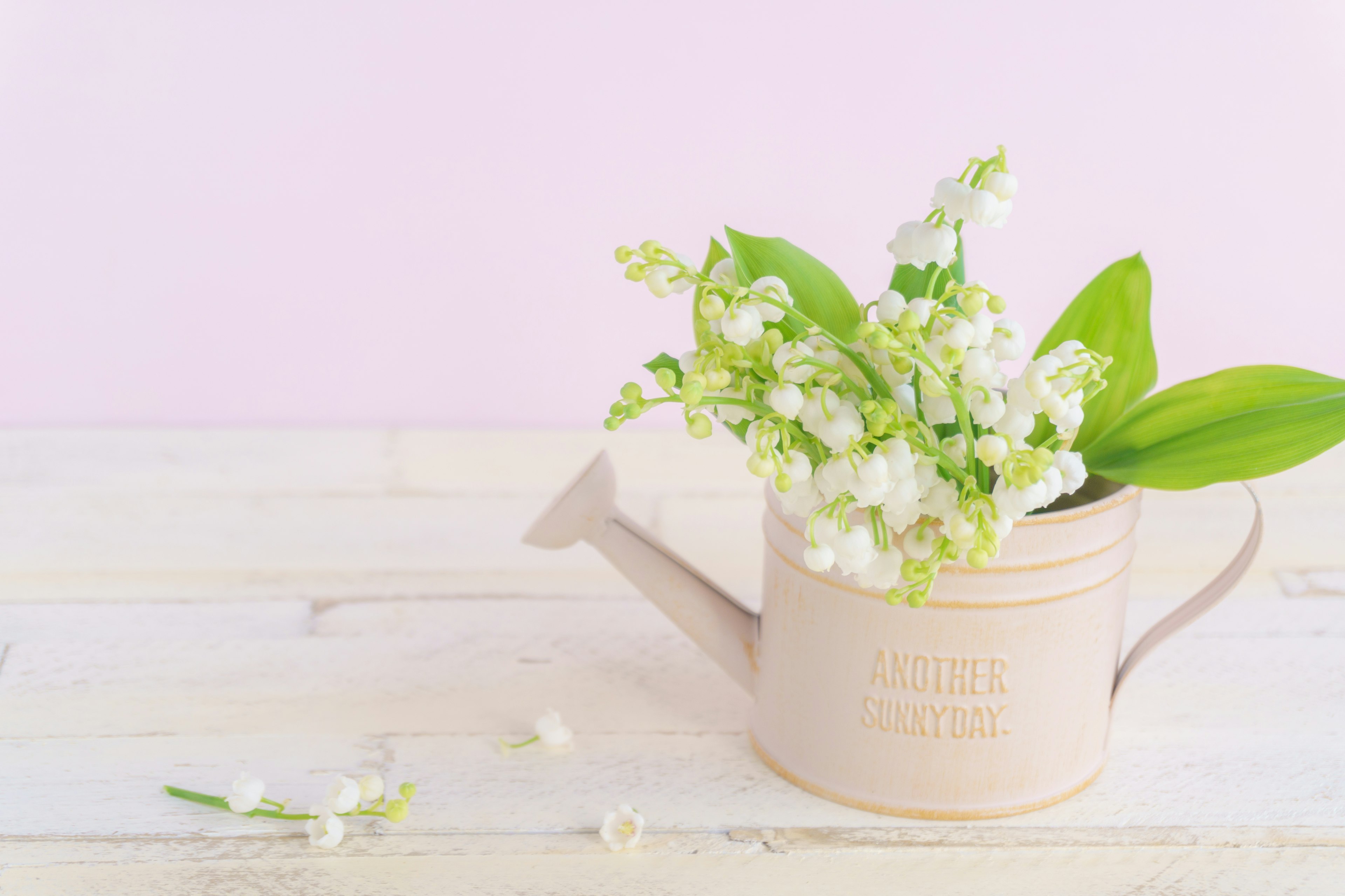 Gießkanne mit weißen Blumen vor rosa Hintergrund