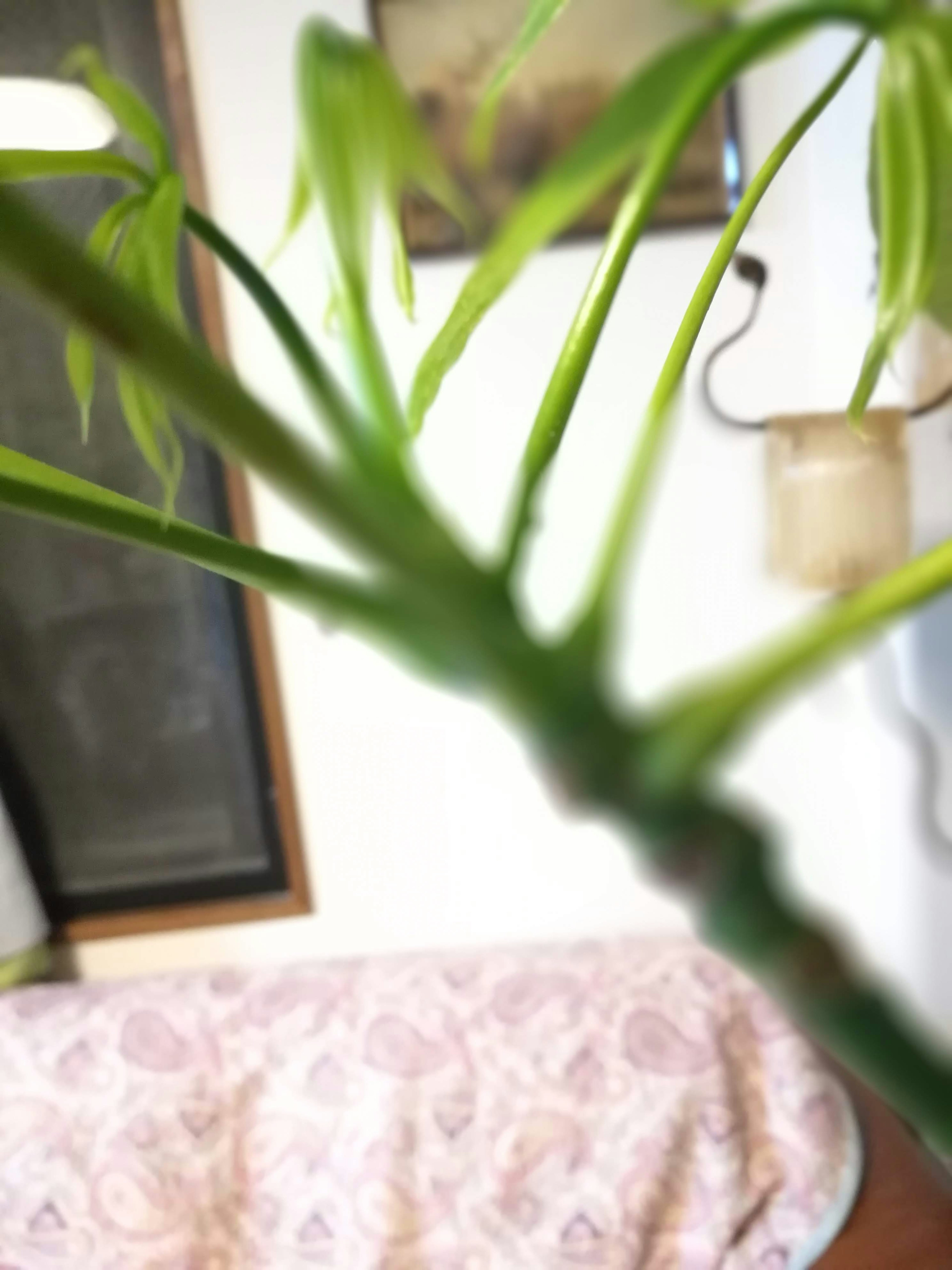 Close-up of a houseplant with a glimpse of a sofa in a room