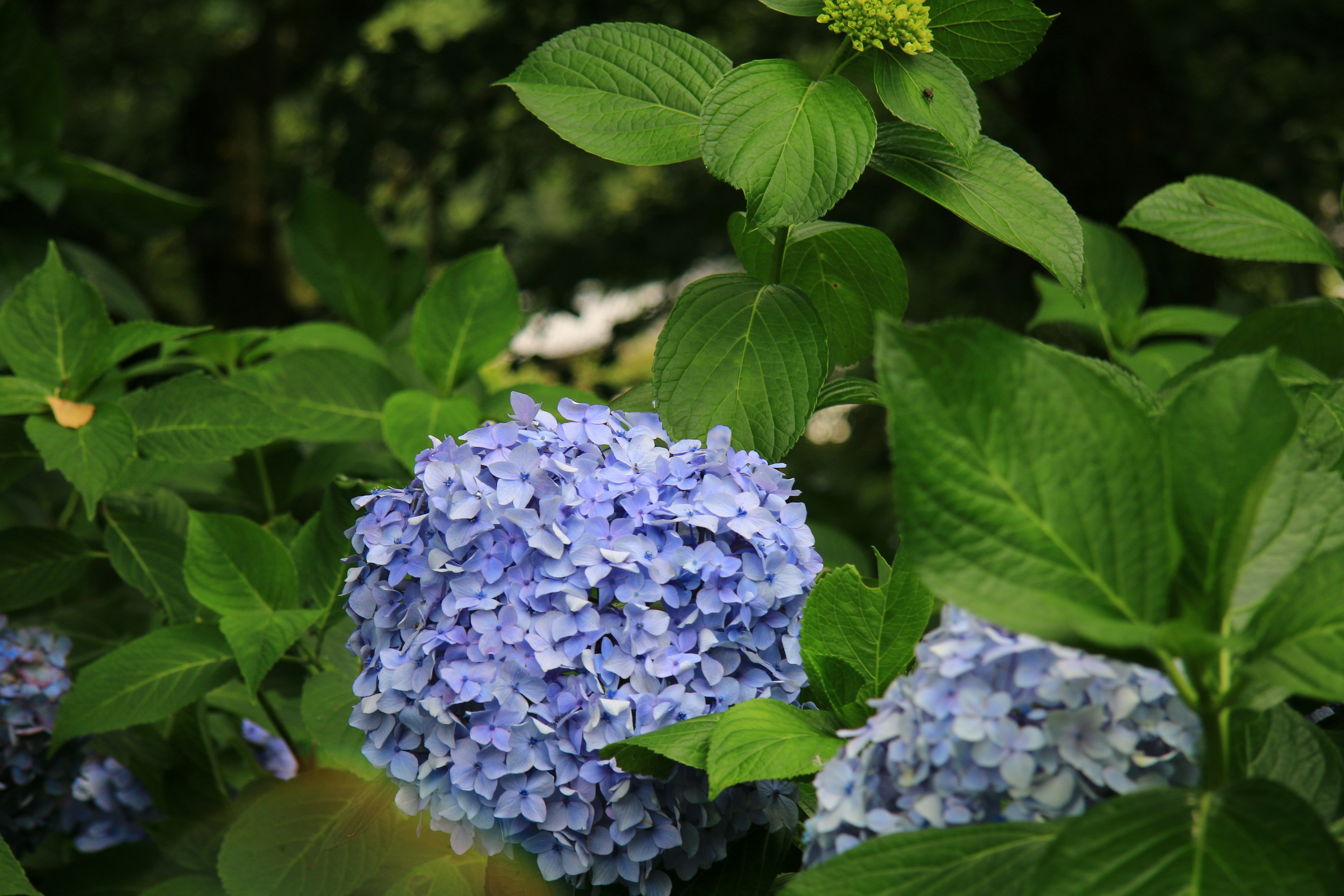 Blaue Hortensienblüten umgeben von grünen Blättern