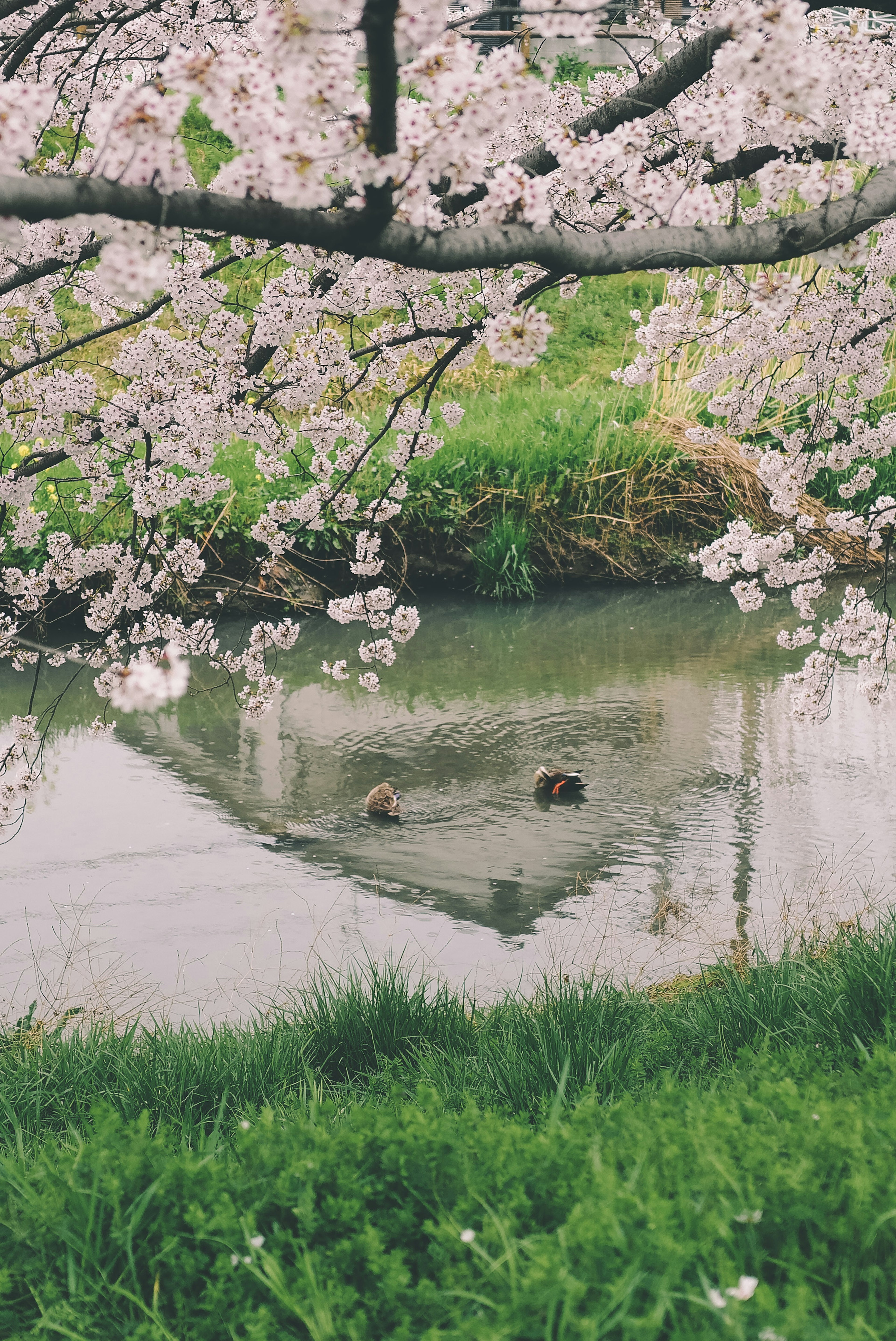 Uno stagno sereno che riflette i ciliegi in fiore con piccoli animali visibili sulla superficie dell'acqua