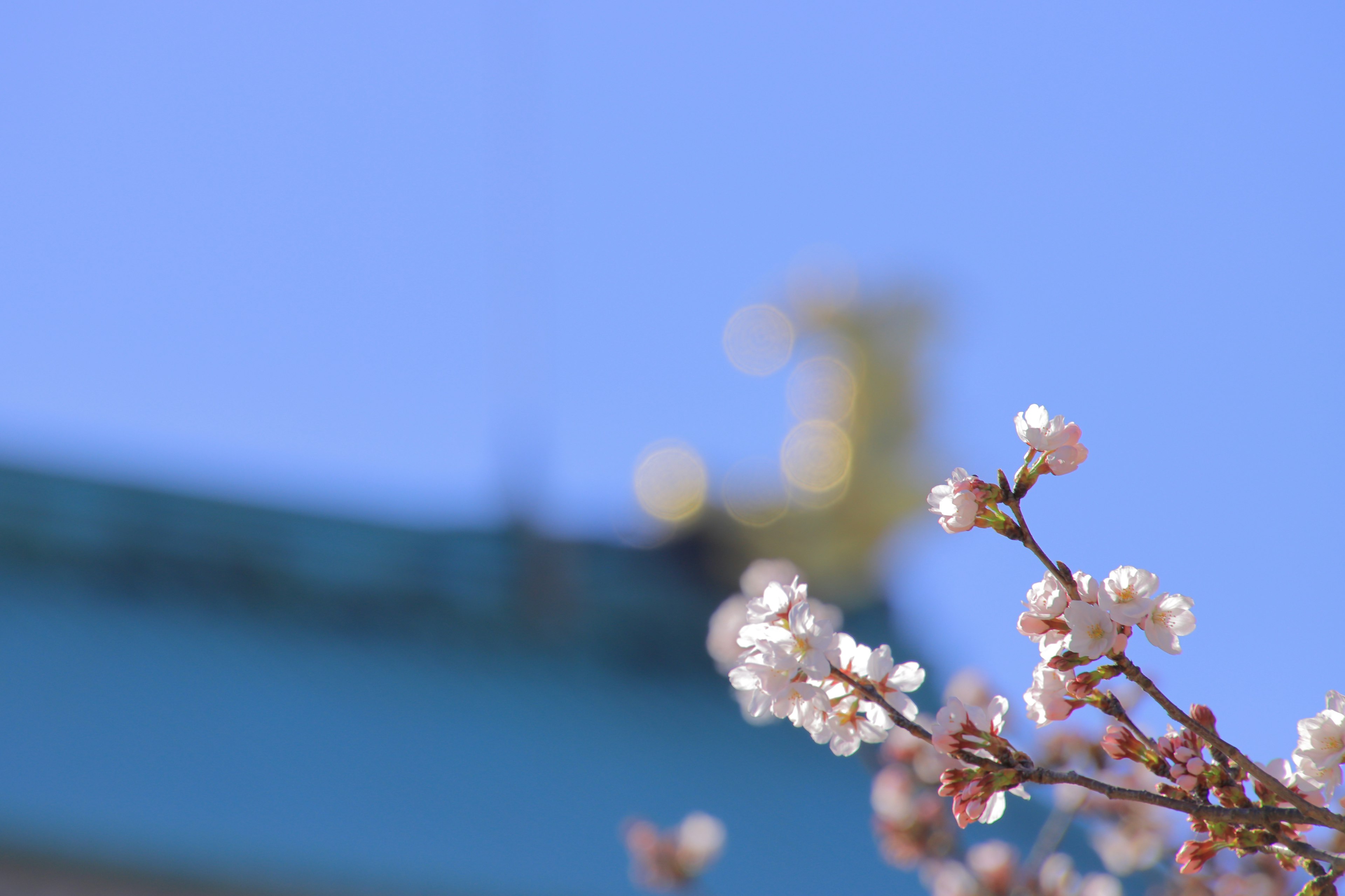 青い空の下に咲く桜の花とぼんやりした建物の屋根