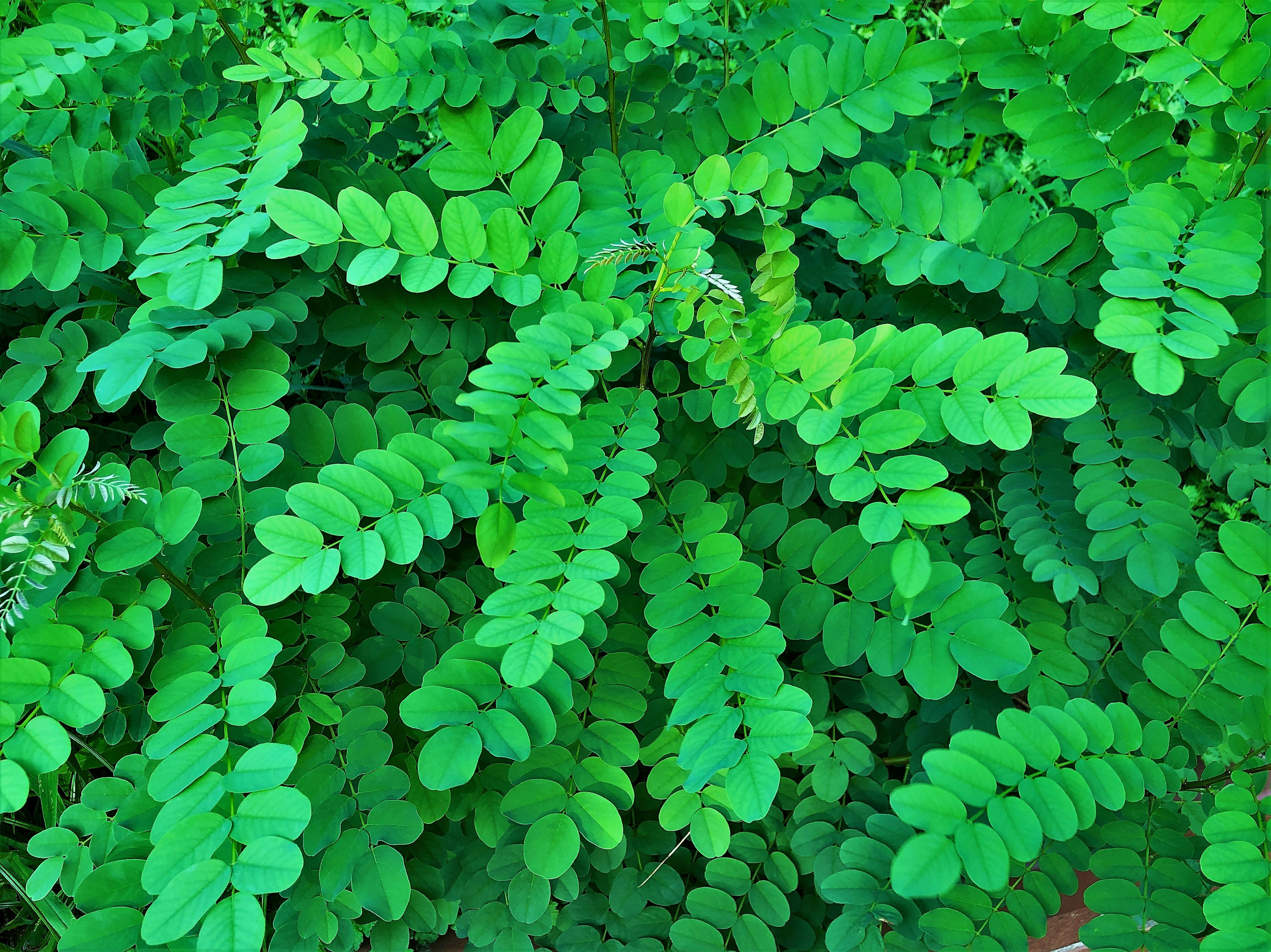 Primo piano di foglie verdi lussureggianti con foglioline allungate disposte uniformemente