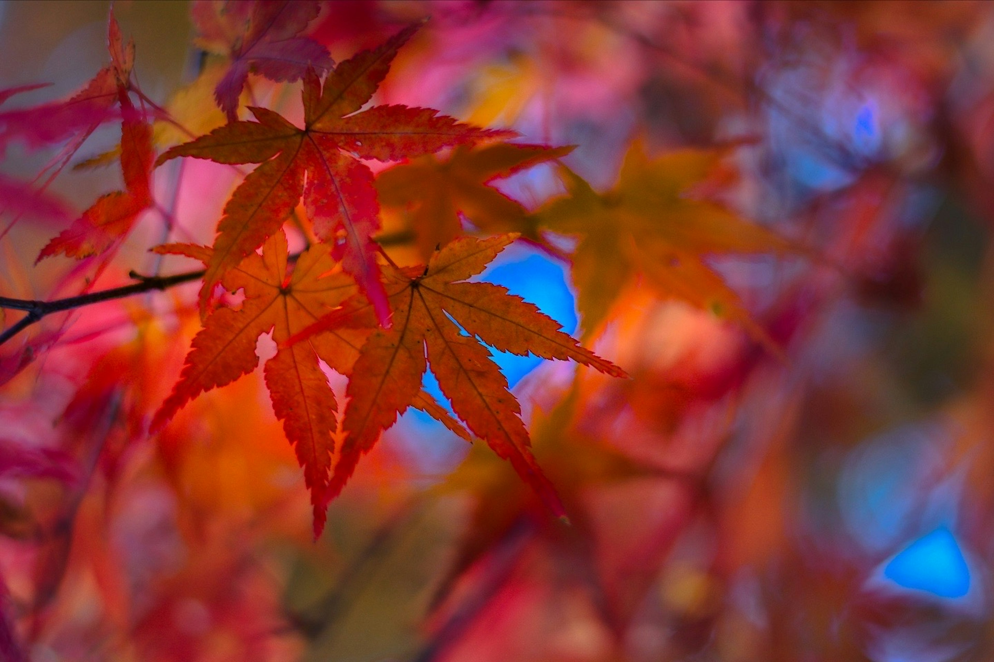 ใบไม้ฤดูใบไม้ร่วงที่มีสีสันสดใสแสดงเฉดสีแดงและสีส้ม