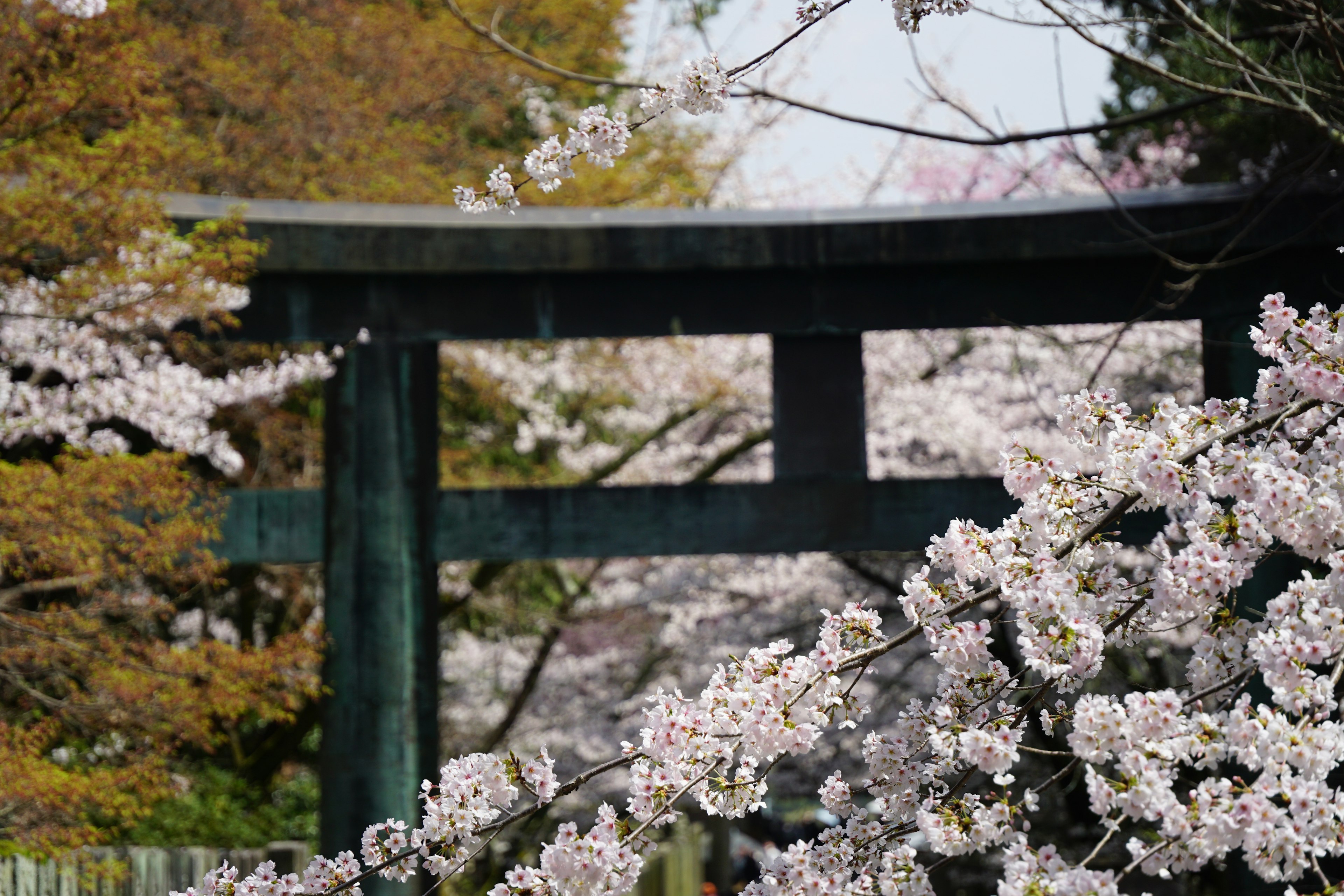 Landscape featuring cherry blossoms and a torii gate