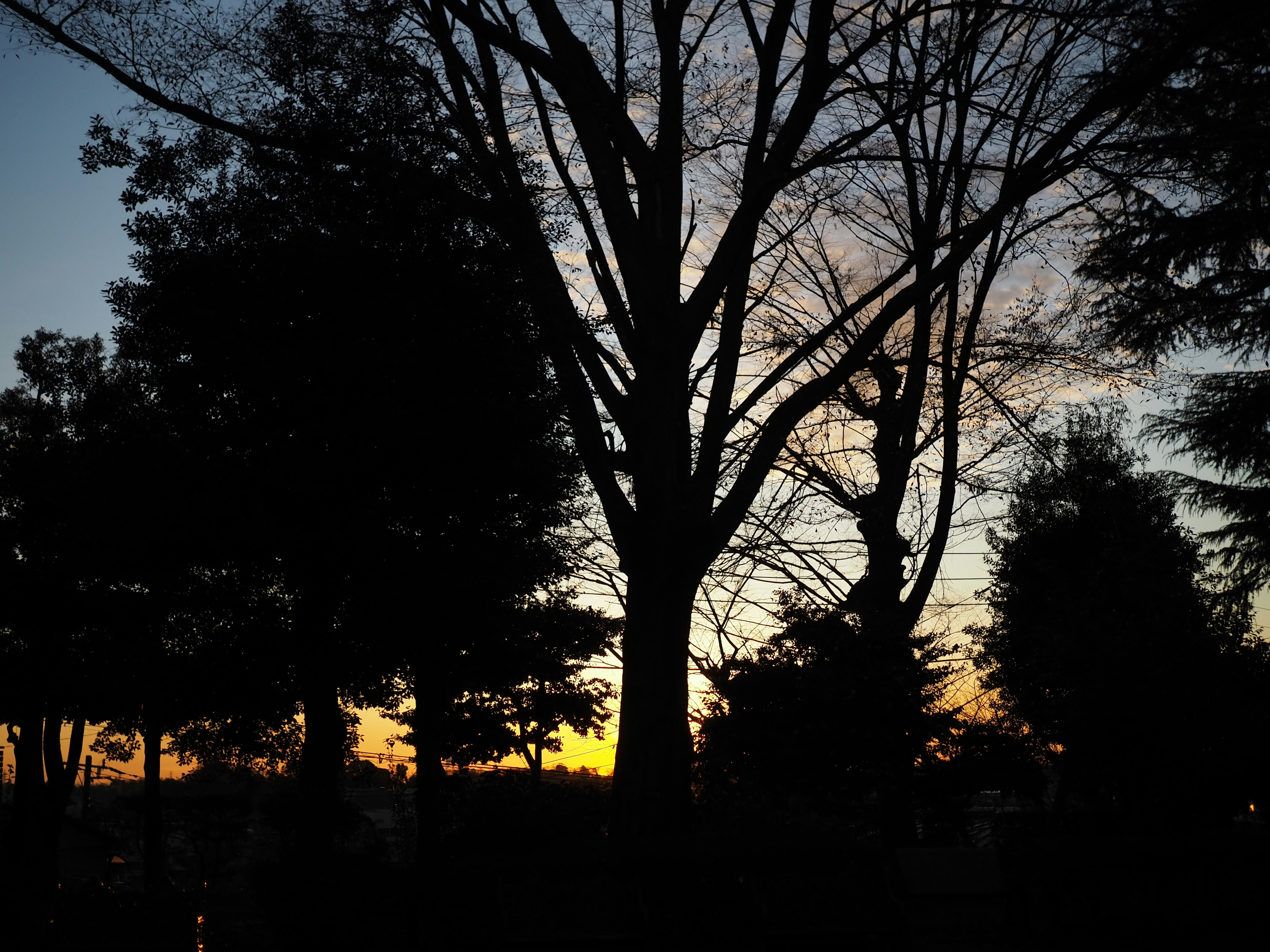 夕暮れ時の大きな木とシルエットの木々の風景