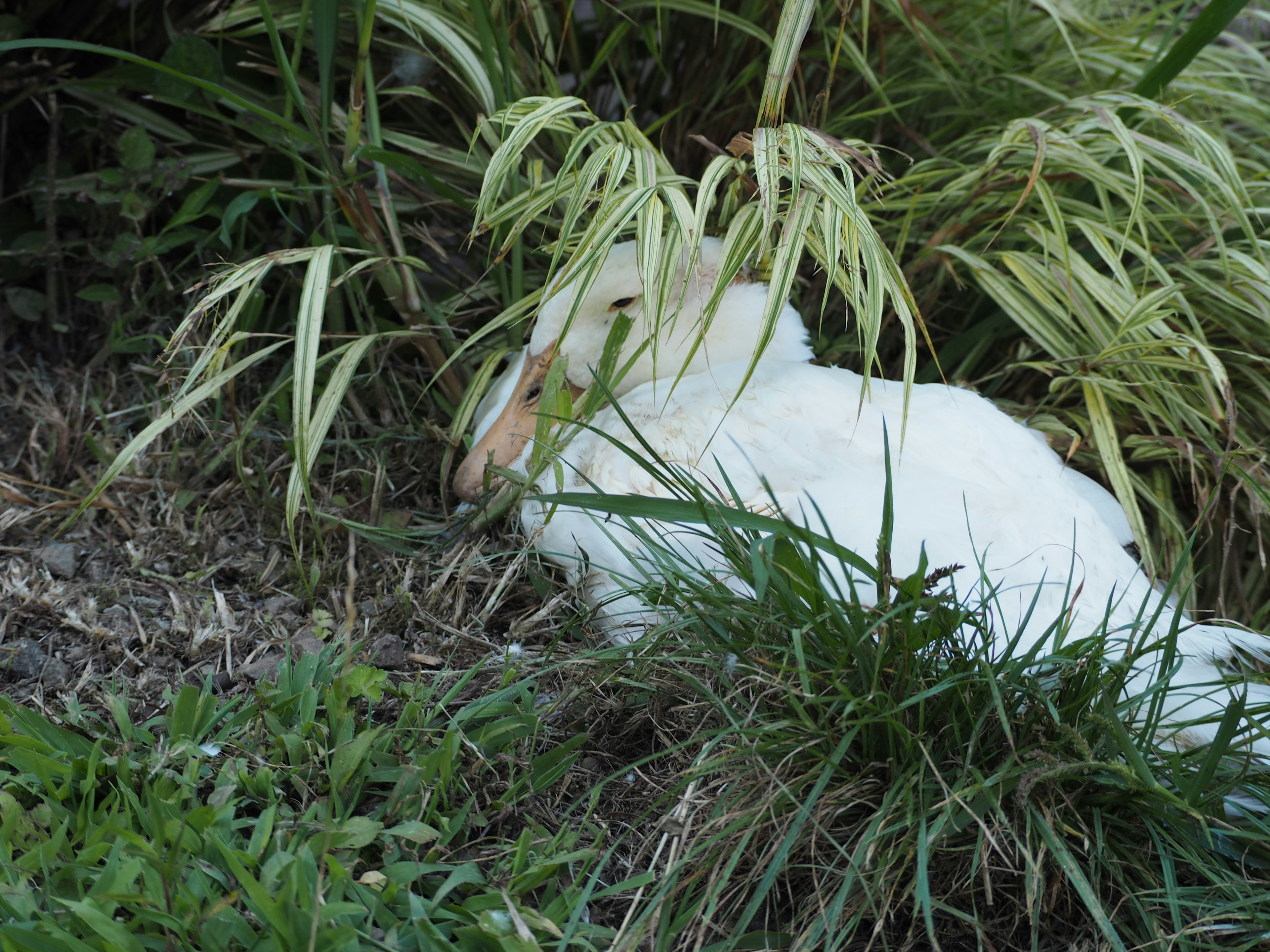 Un oiseau blanc se reposant tranquillement parmi l'herbe verte et les plantes