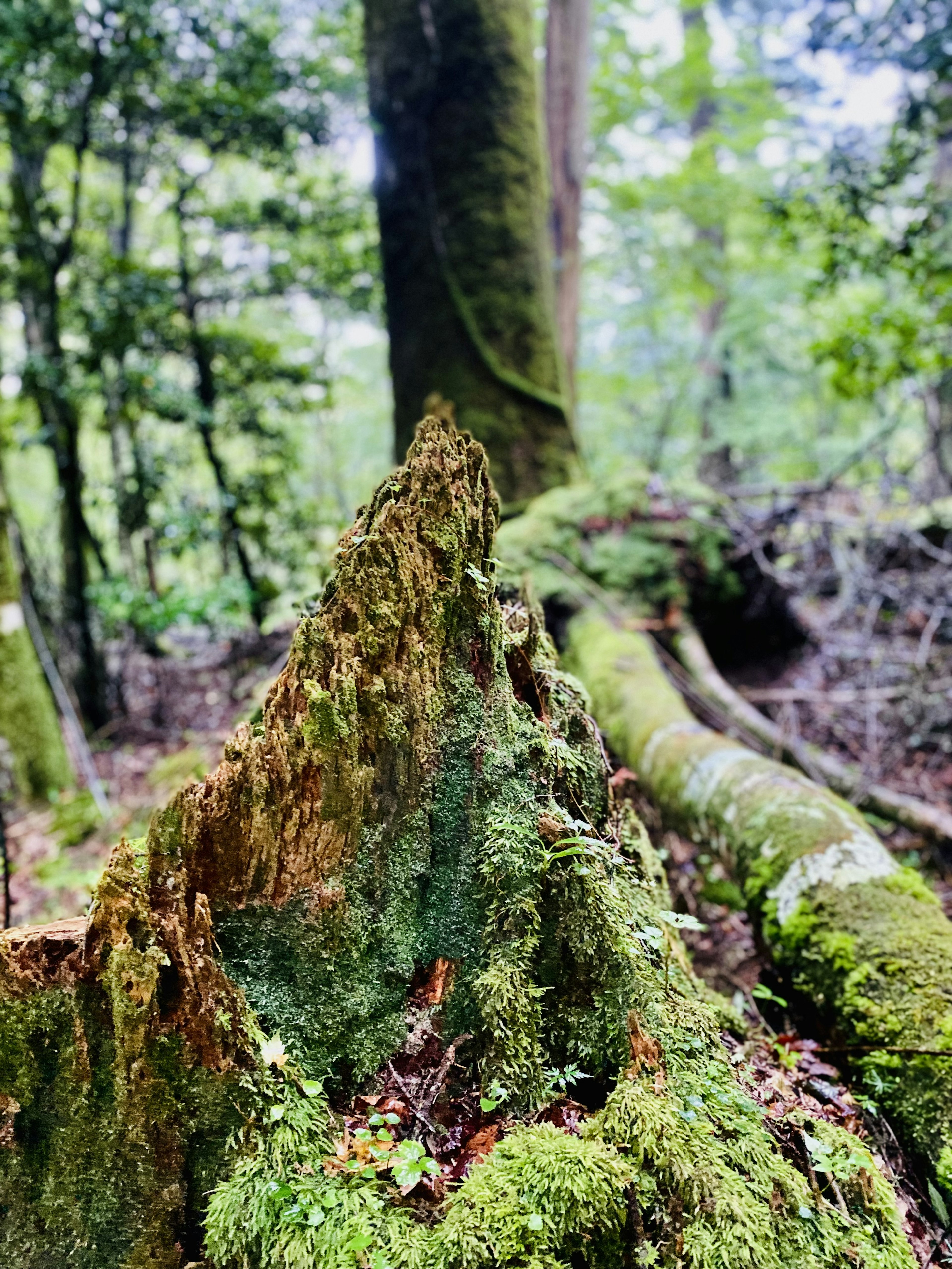 特寫鏡頭顯示覆蓋著苔蘚的樹樁，背景是高大的樹木，營造出寧靜的森林場景