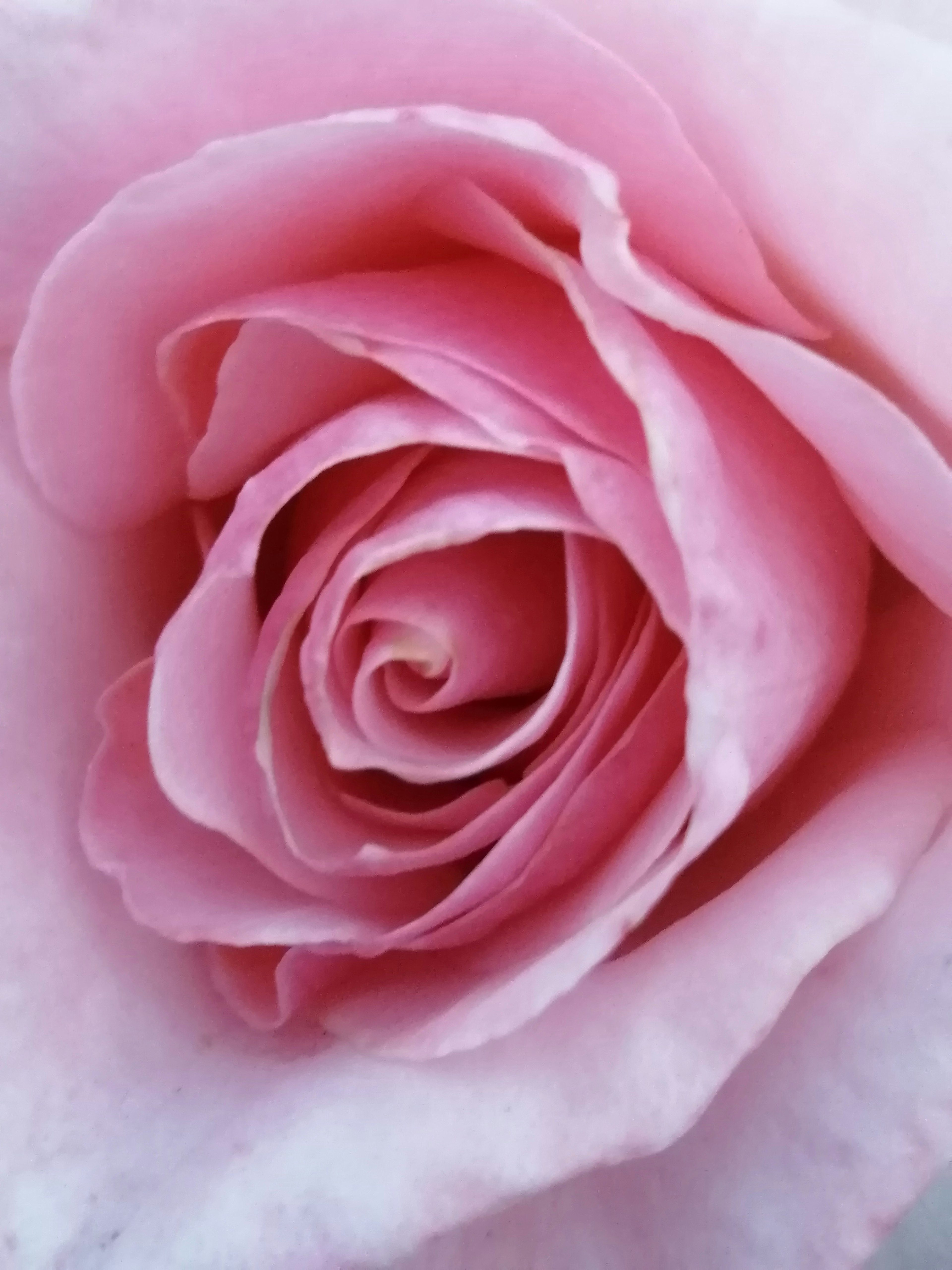 Primo piano di una bella rosa rosa pallido con petali sovrapposti