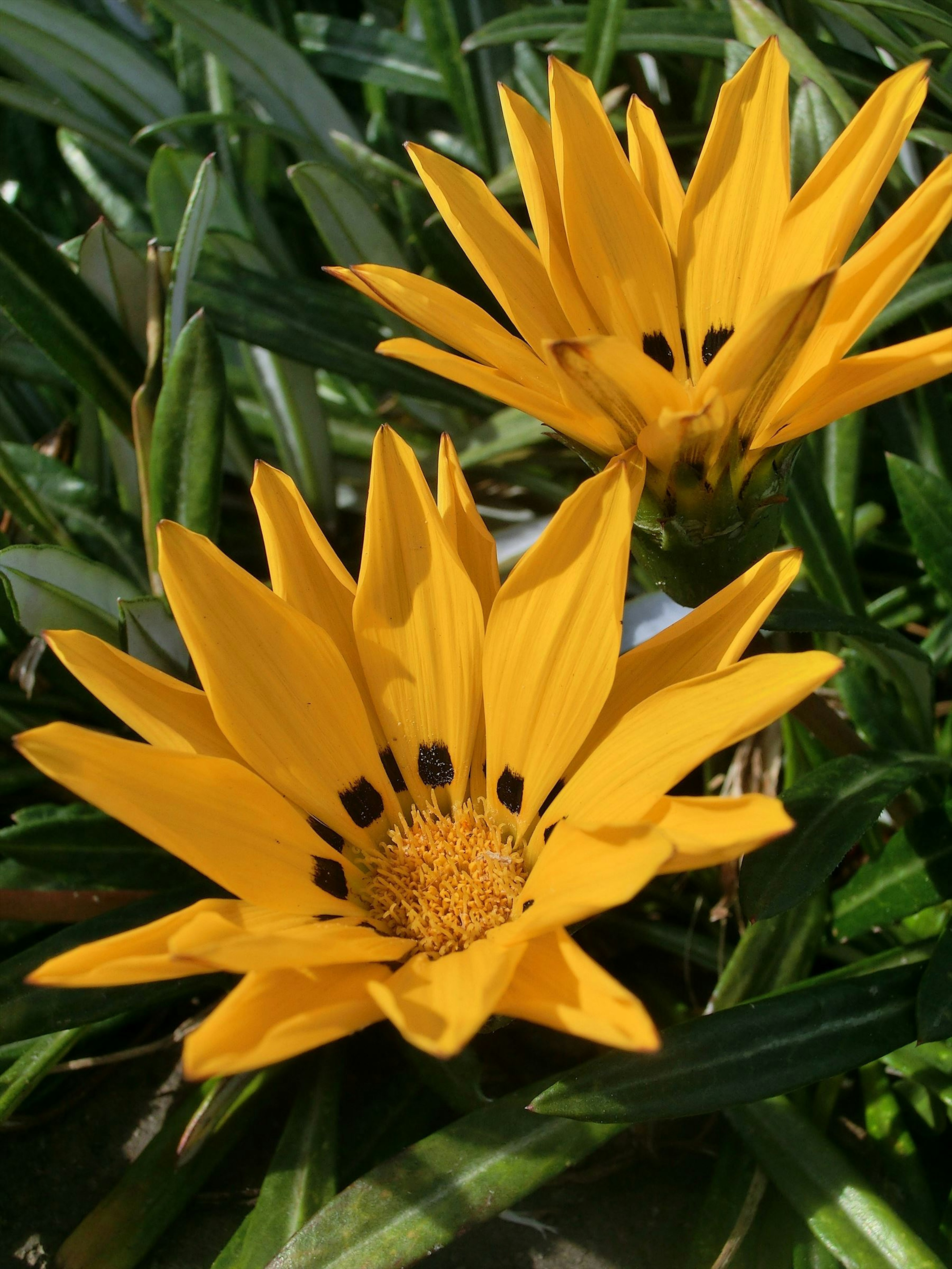 Fiori gialli vivaci circondati da foglie verdi