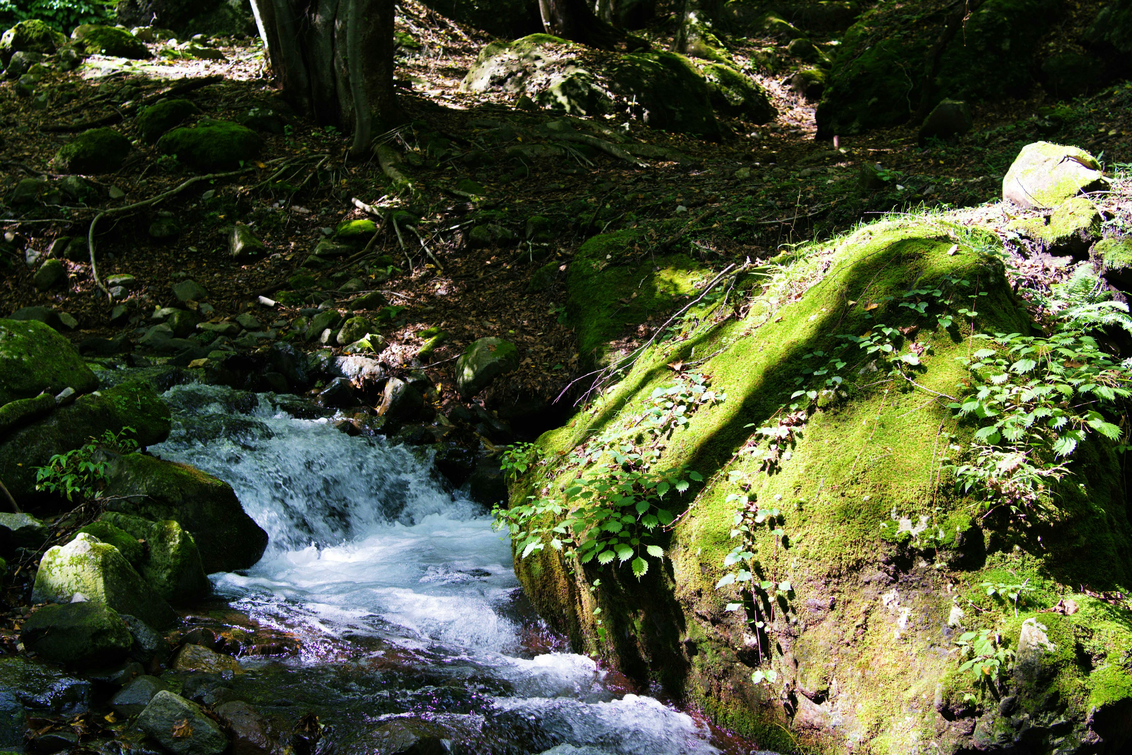 Scena forestale con acqua che scorre su rocce coperte di muschio