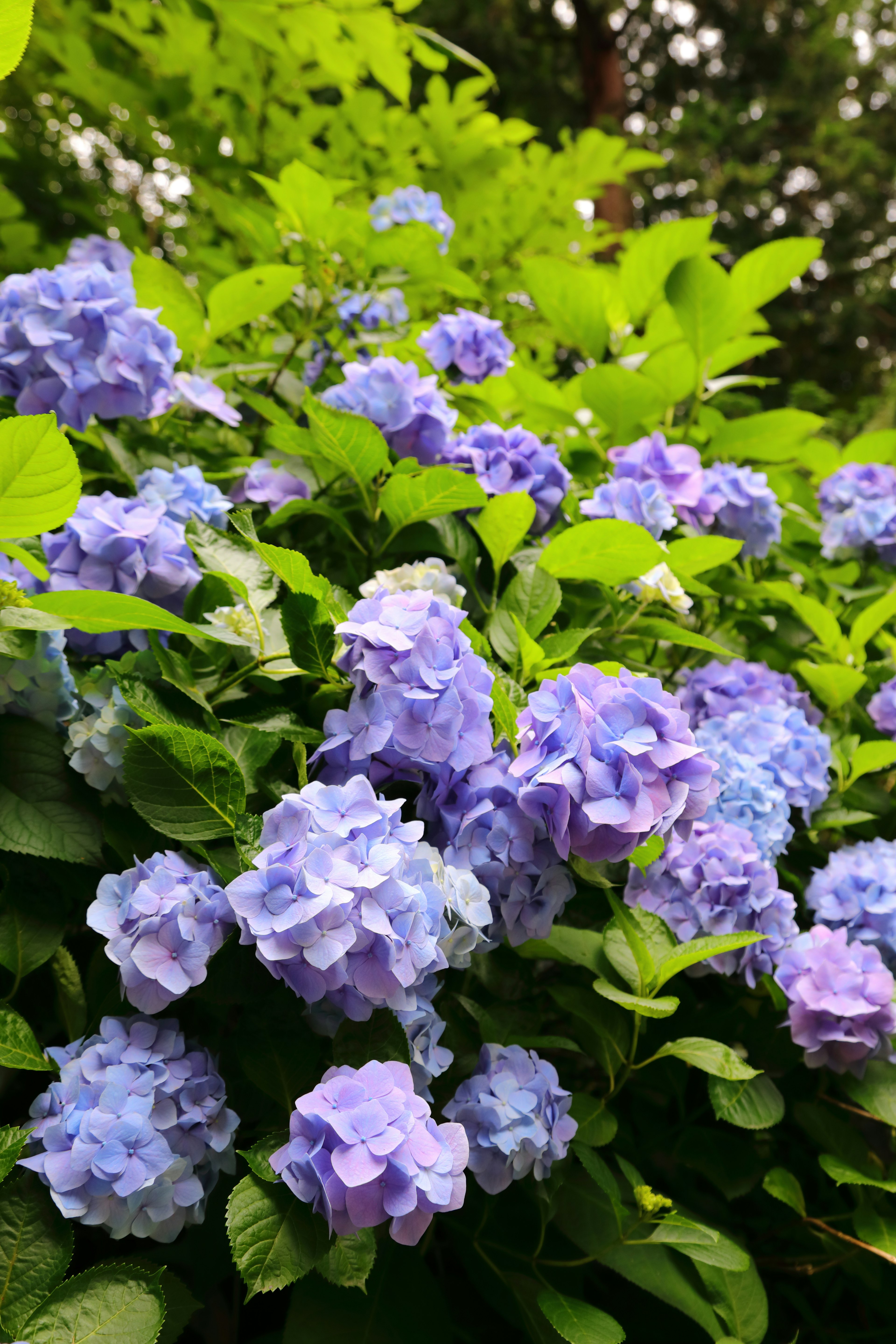 Bunga hortensia biru cerah dikelilingi daun hijau subur