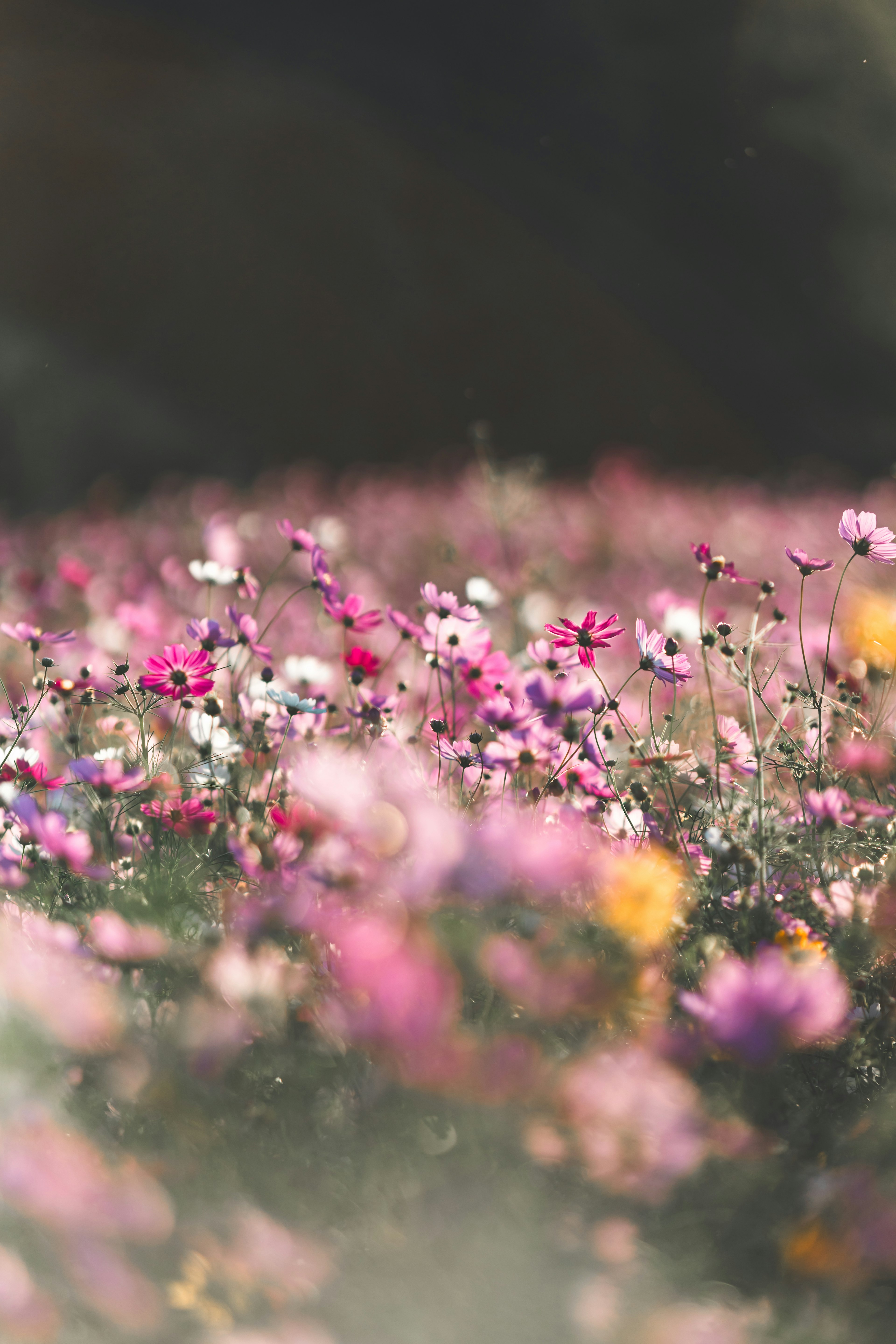 Hermoso paisaje con flores de colores en flor