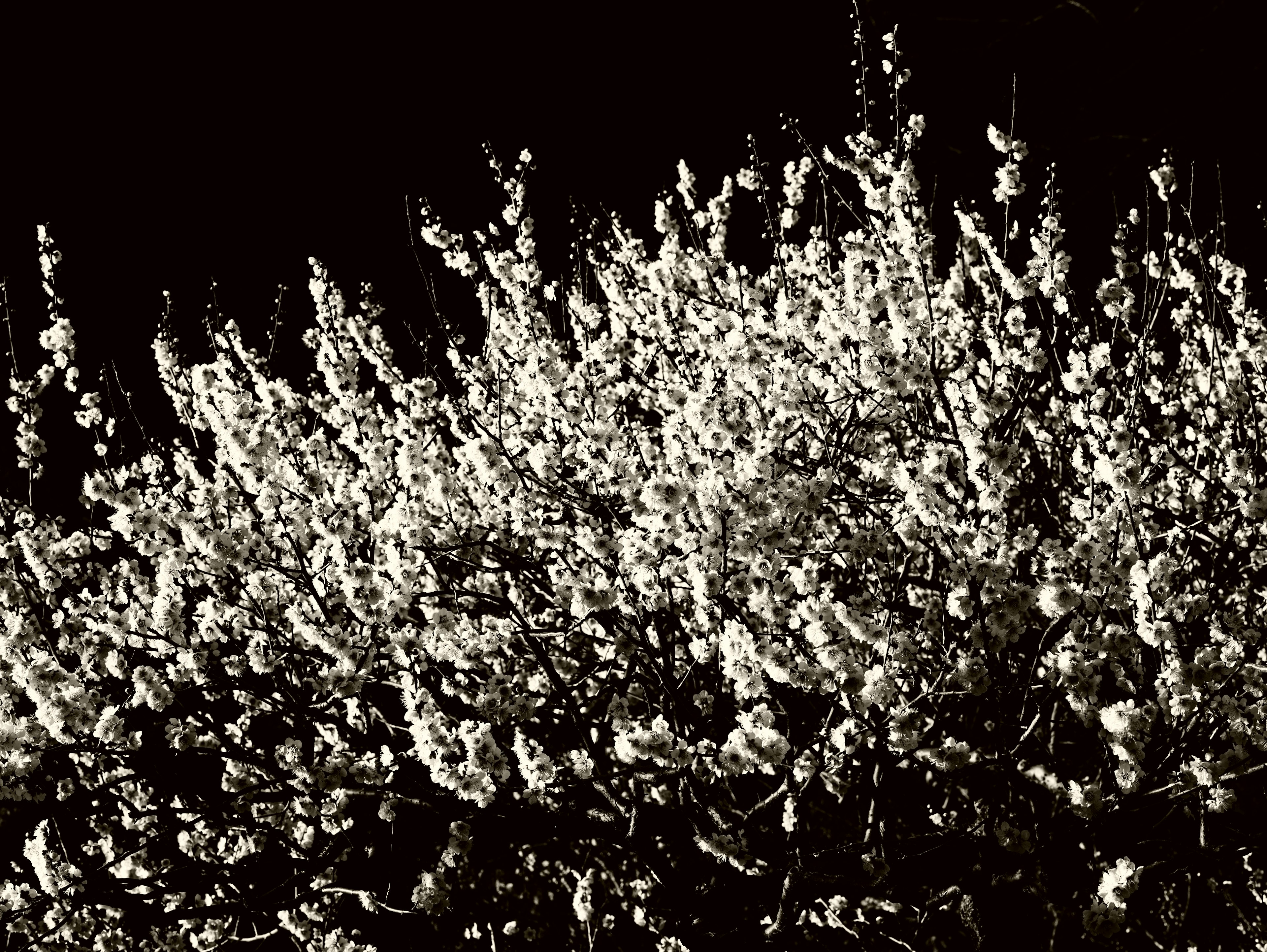 A cluster of white flowering plants against a black background