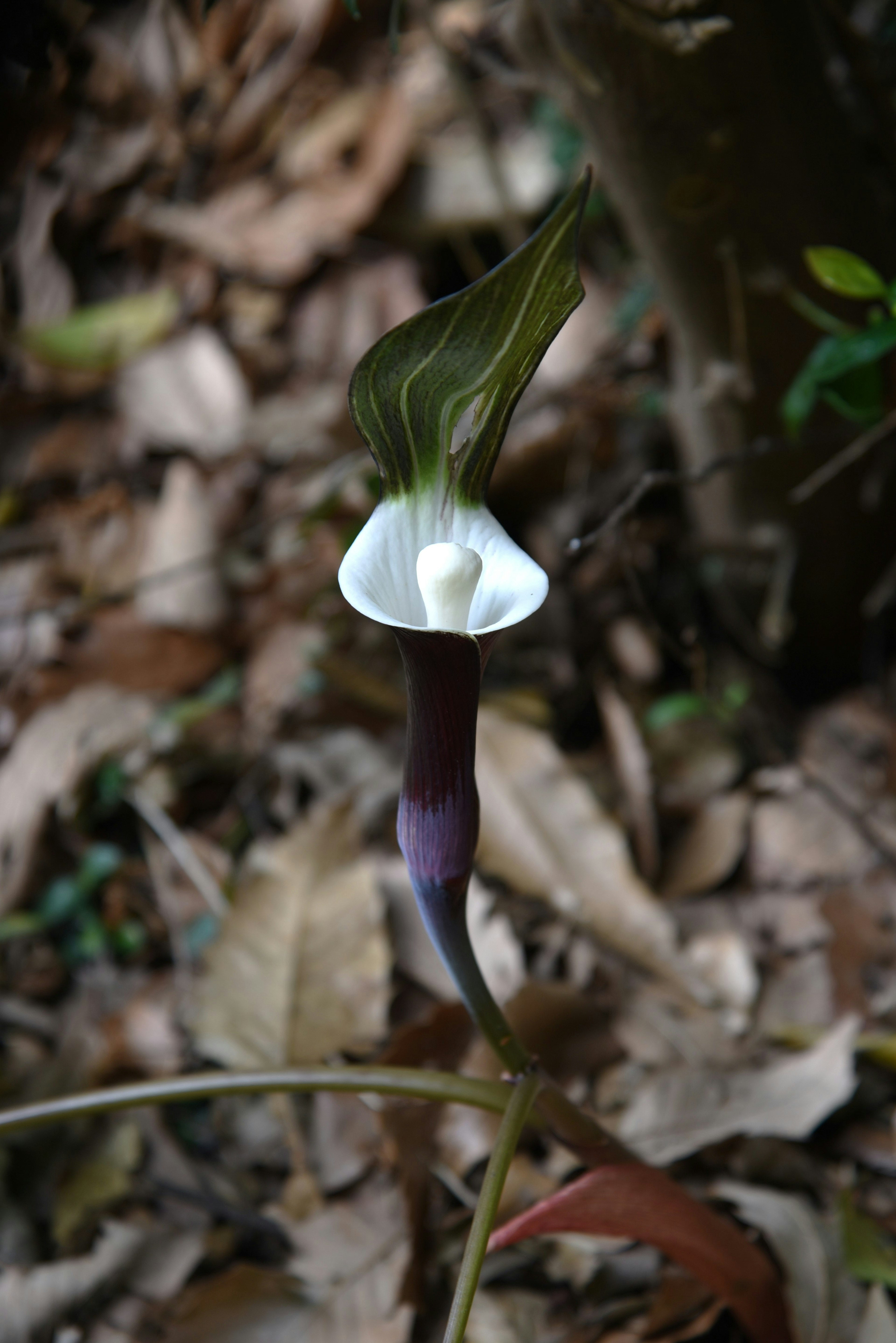 Une plante avec une tige violette et une fleur blanche pousse au sol