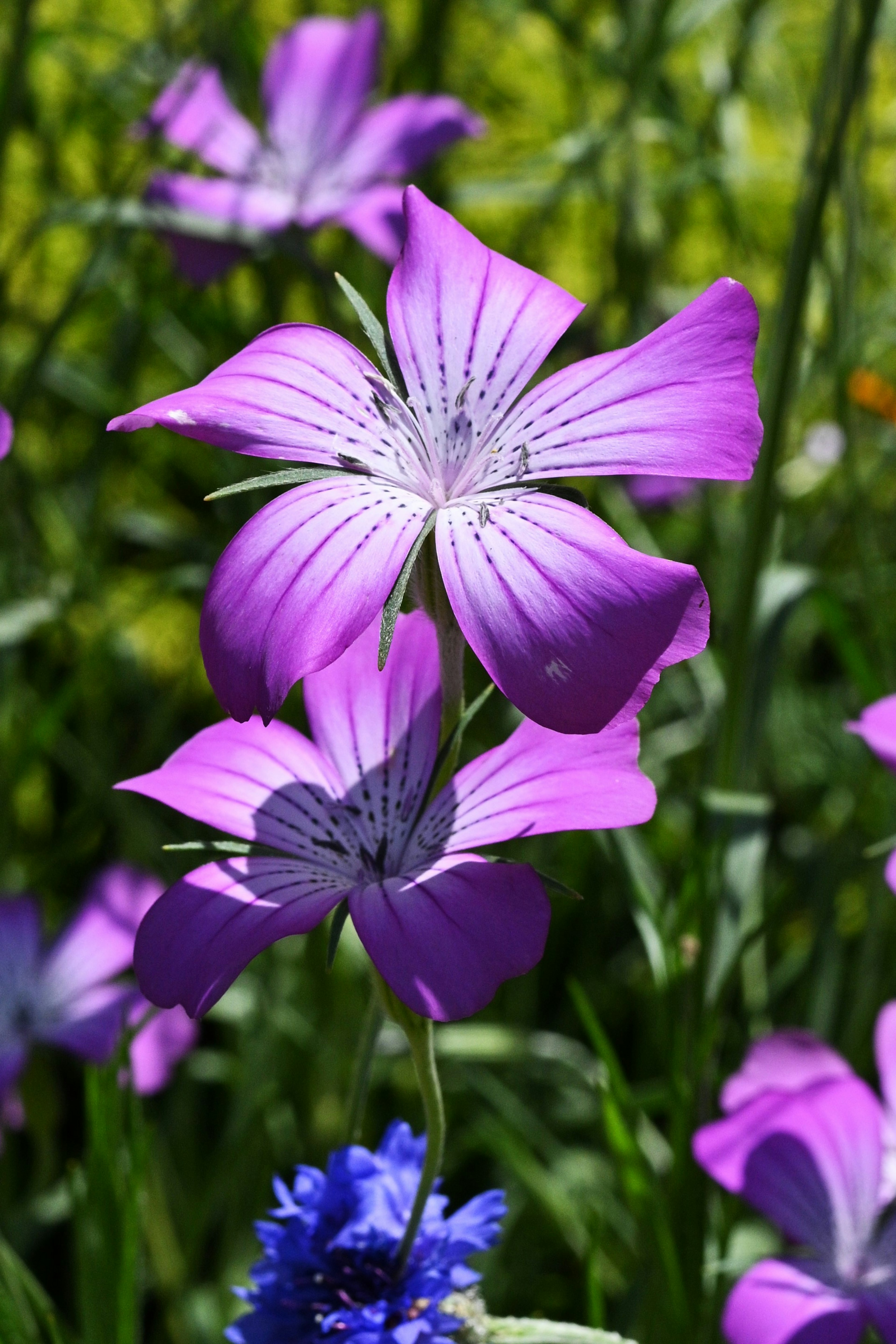 Bellissimo paesaggio con fiori viola vivaci