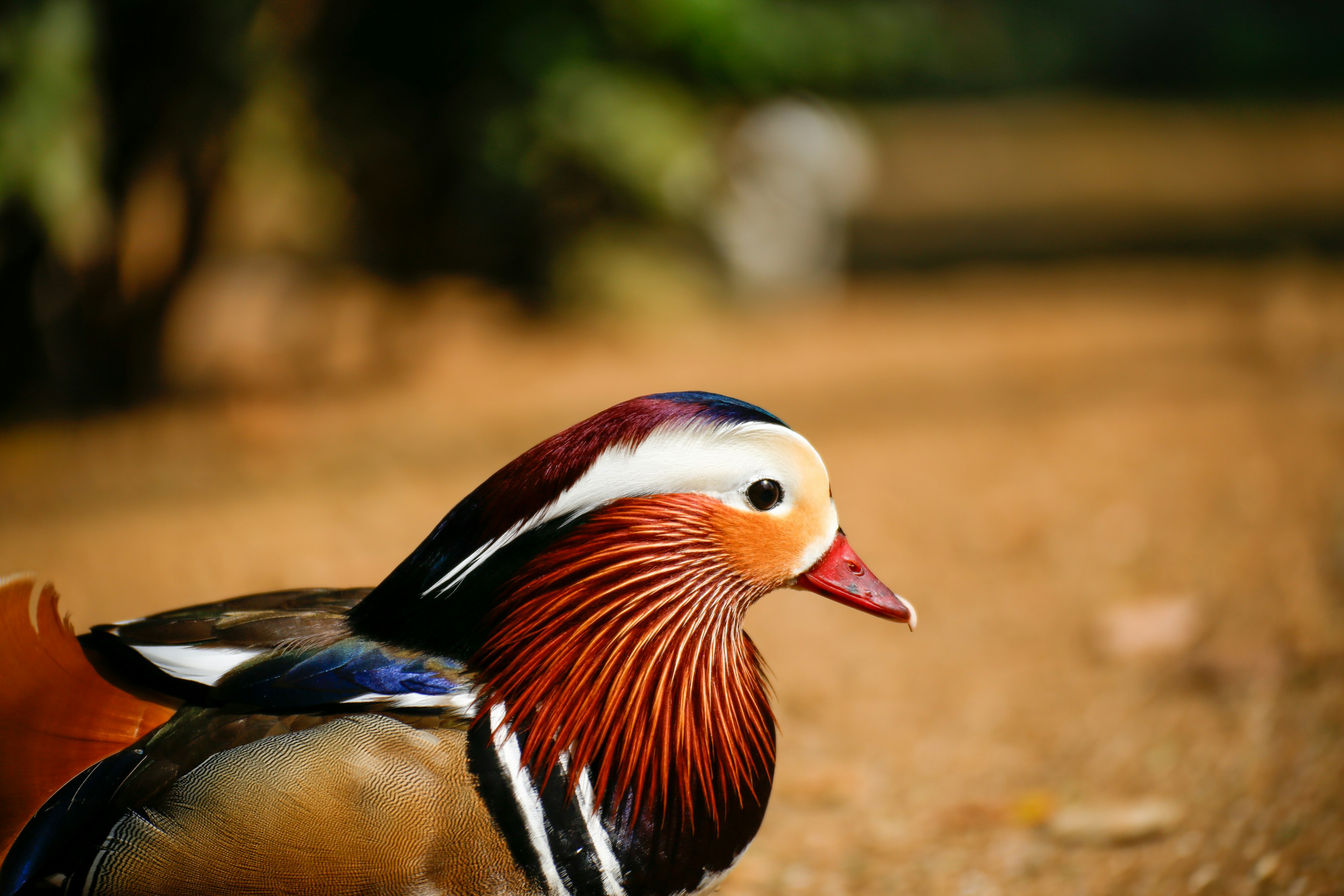 A stunning side profile of a mandarin duck featuring vibrant colors and detailed plumage