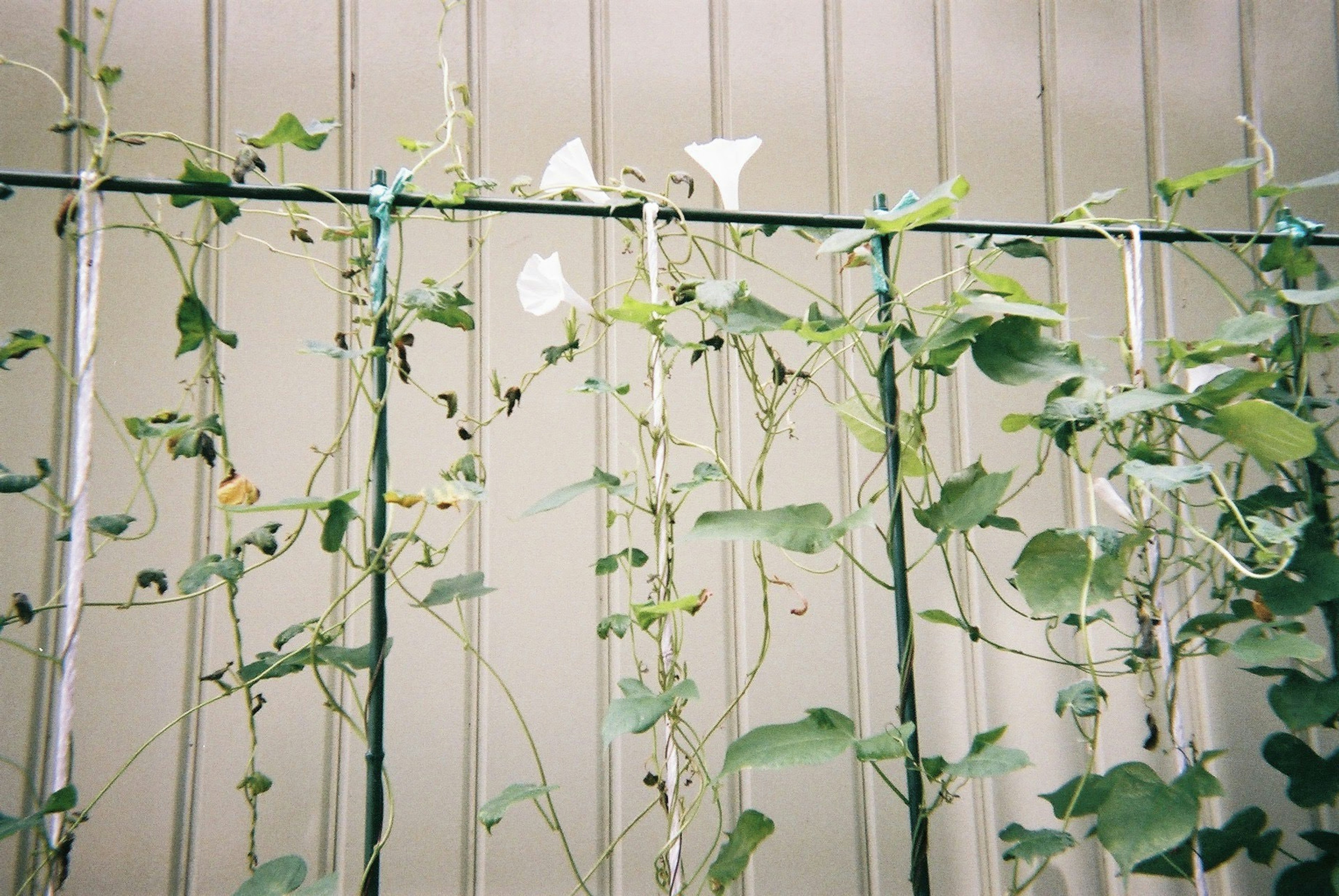 Climbing plants growing along vertical support poles