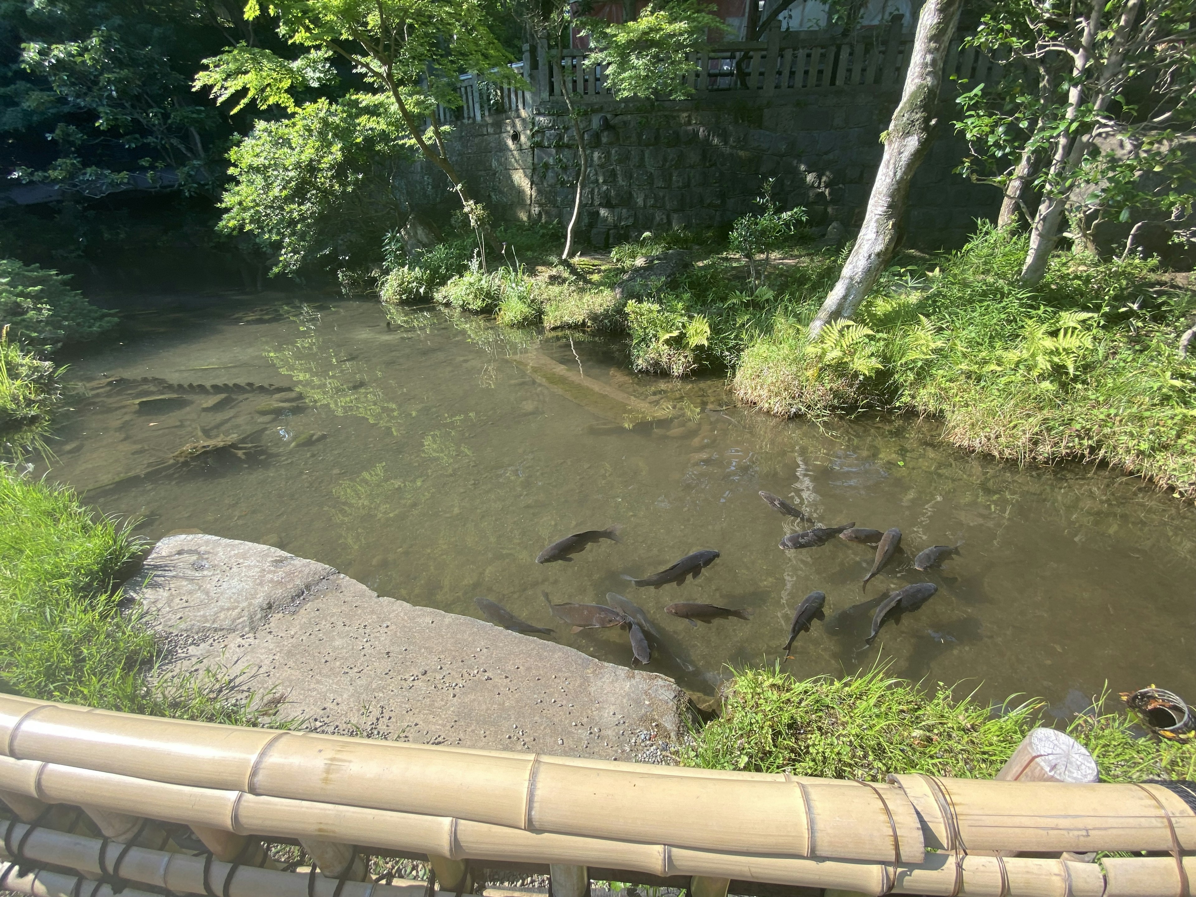 Un arroyo verde con peces nadando y una gran roca