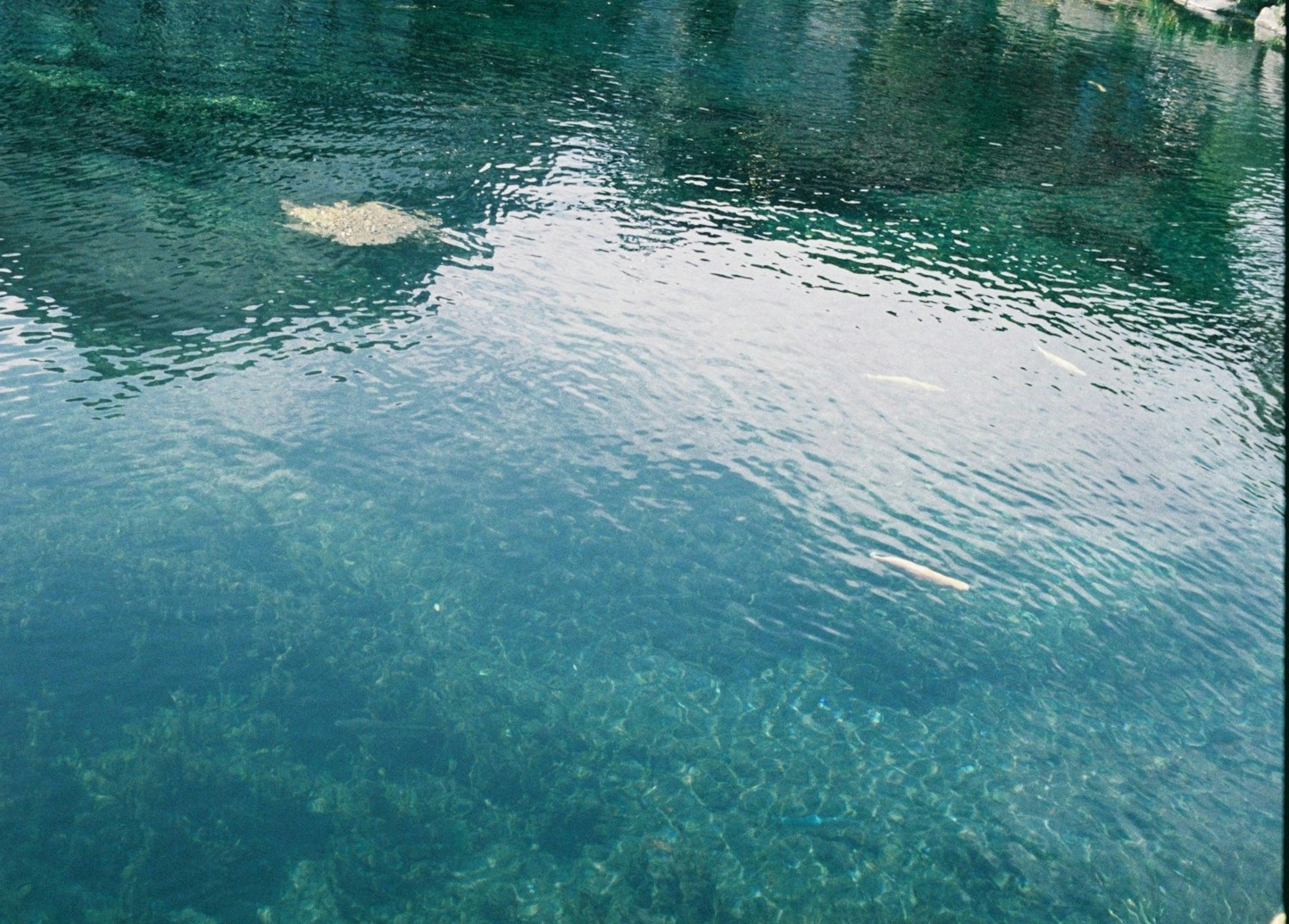 Agua turquesa clara reflejando un paisaje verde