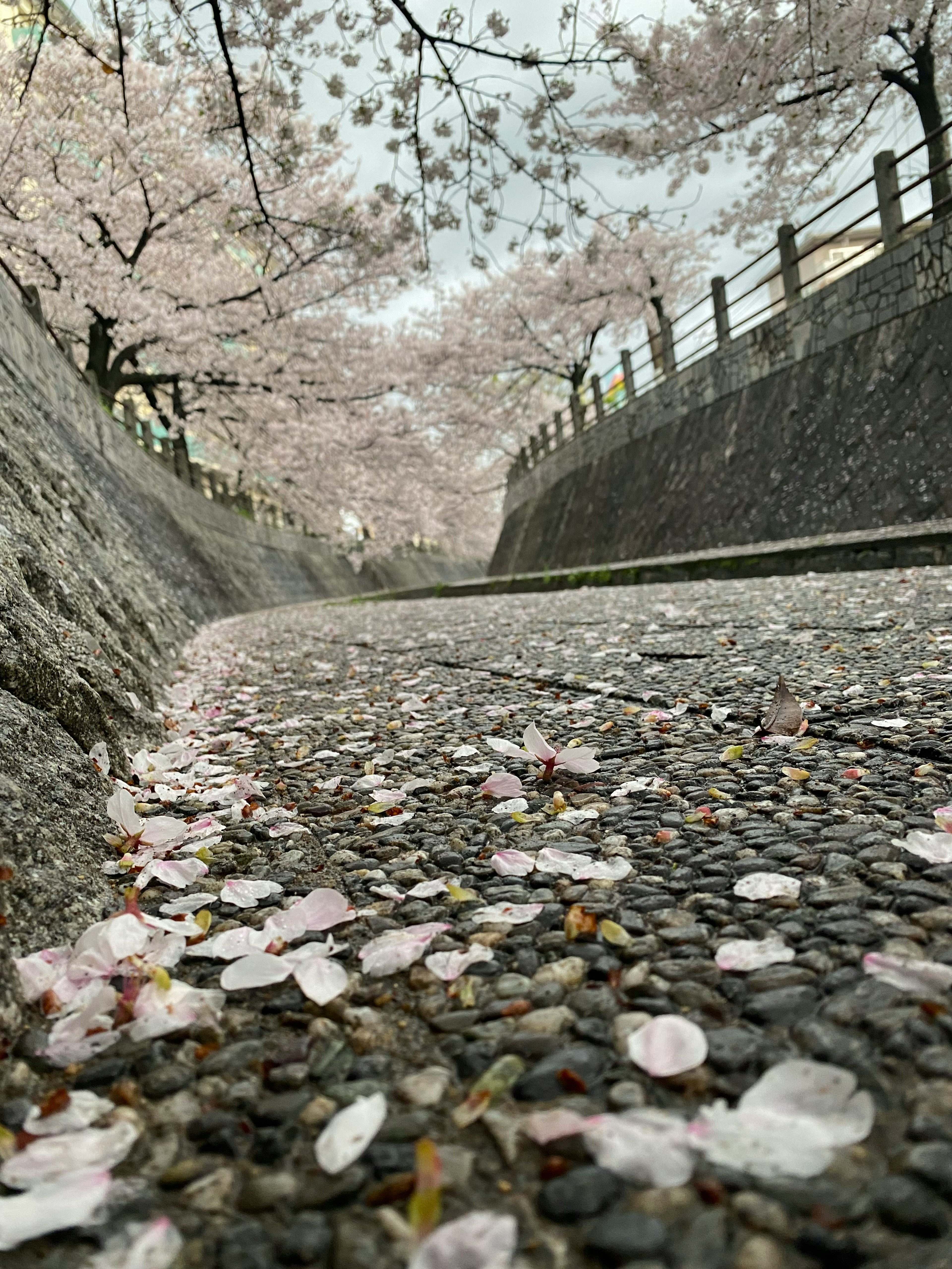 桜の花びらが散らばった道の風景