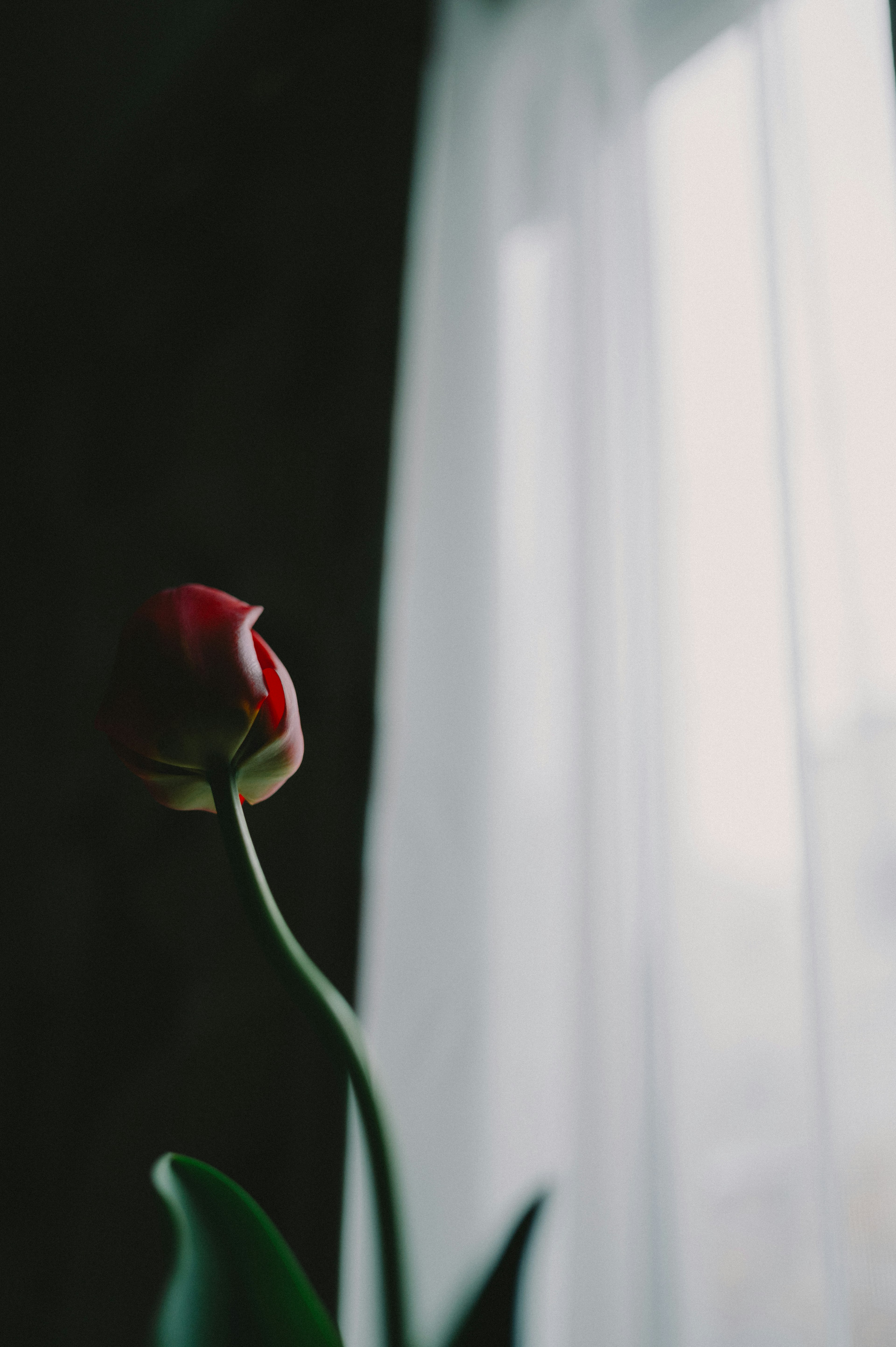 A red tulip standing near a window