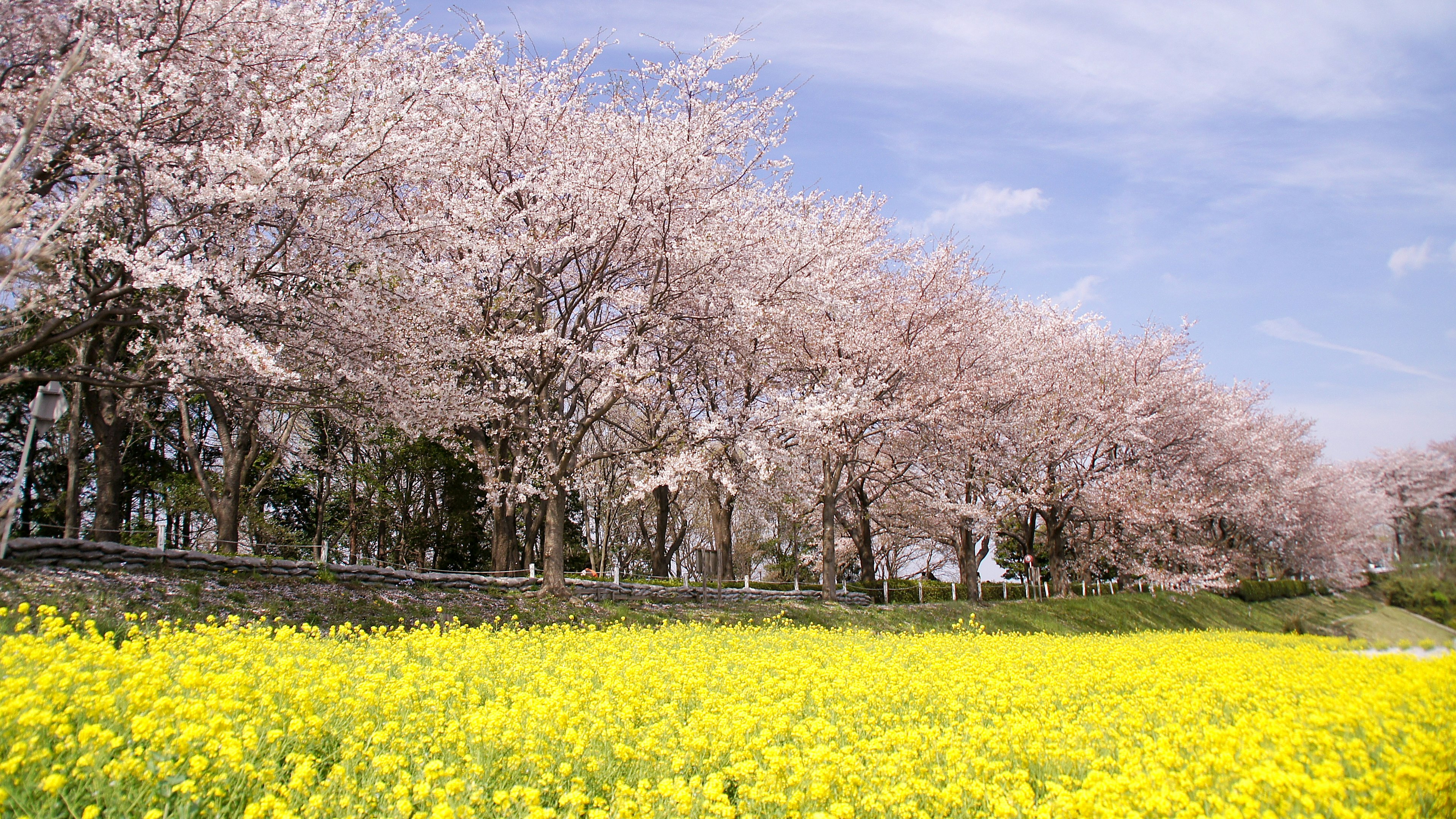 ทิวทัศน์ของต้นซากุระและทุ่งดอกเรพซีดสีเหลือง