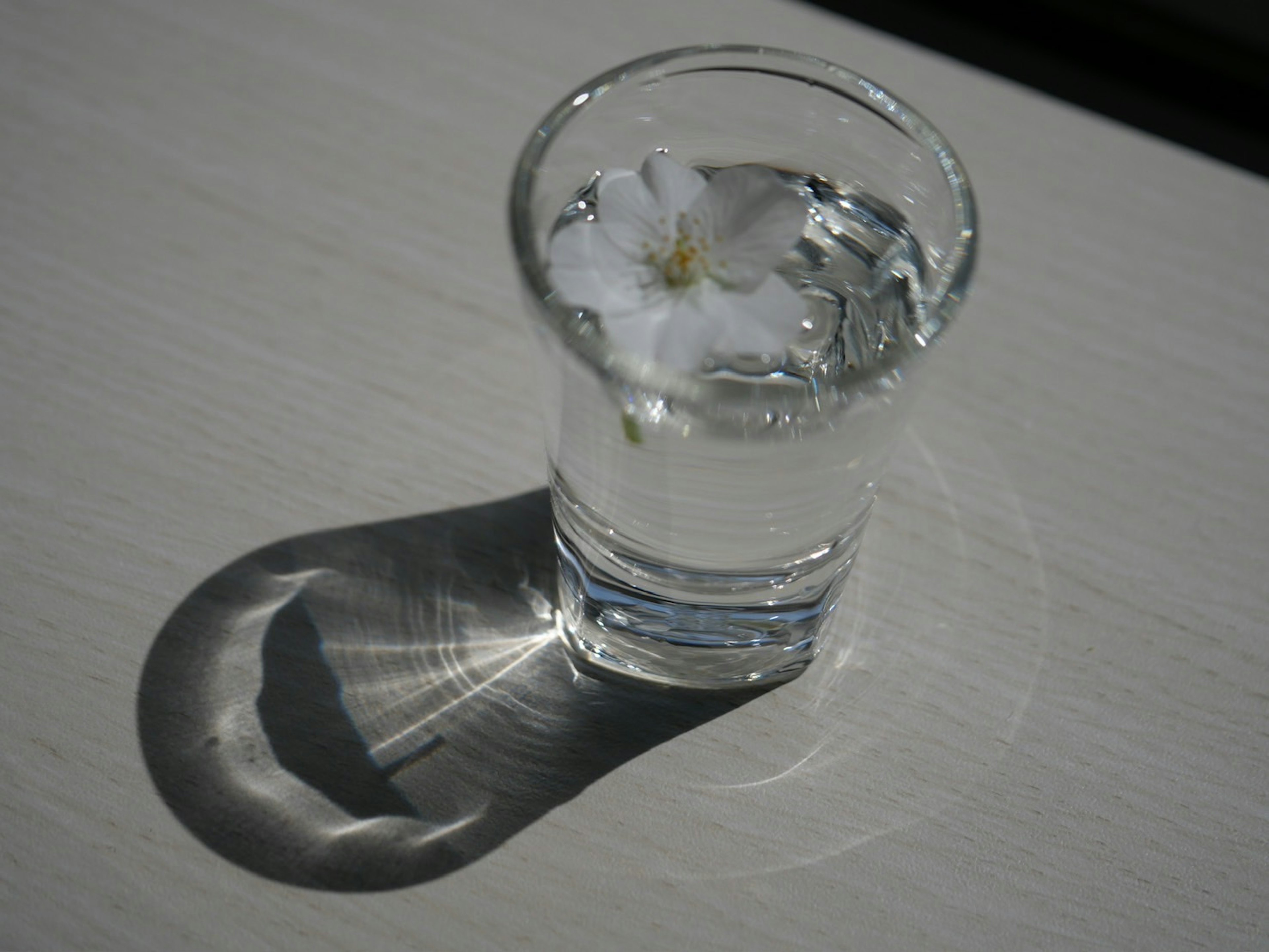 Ein klares Glas mit Wasser und einer schwebenden weißen Blume, die einen Schatten wirft