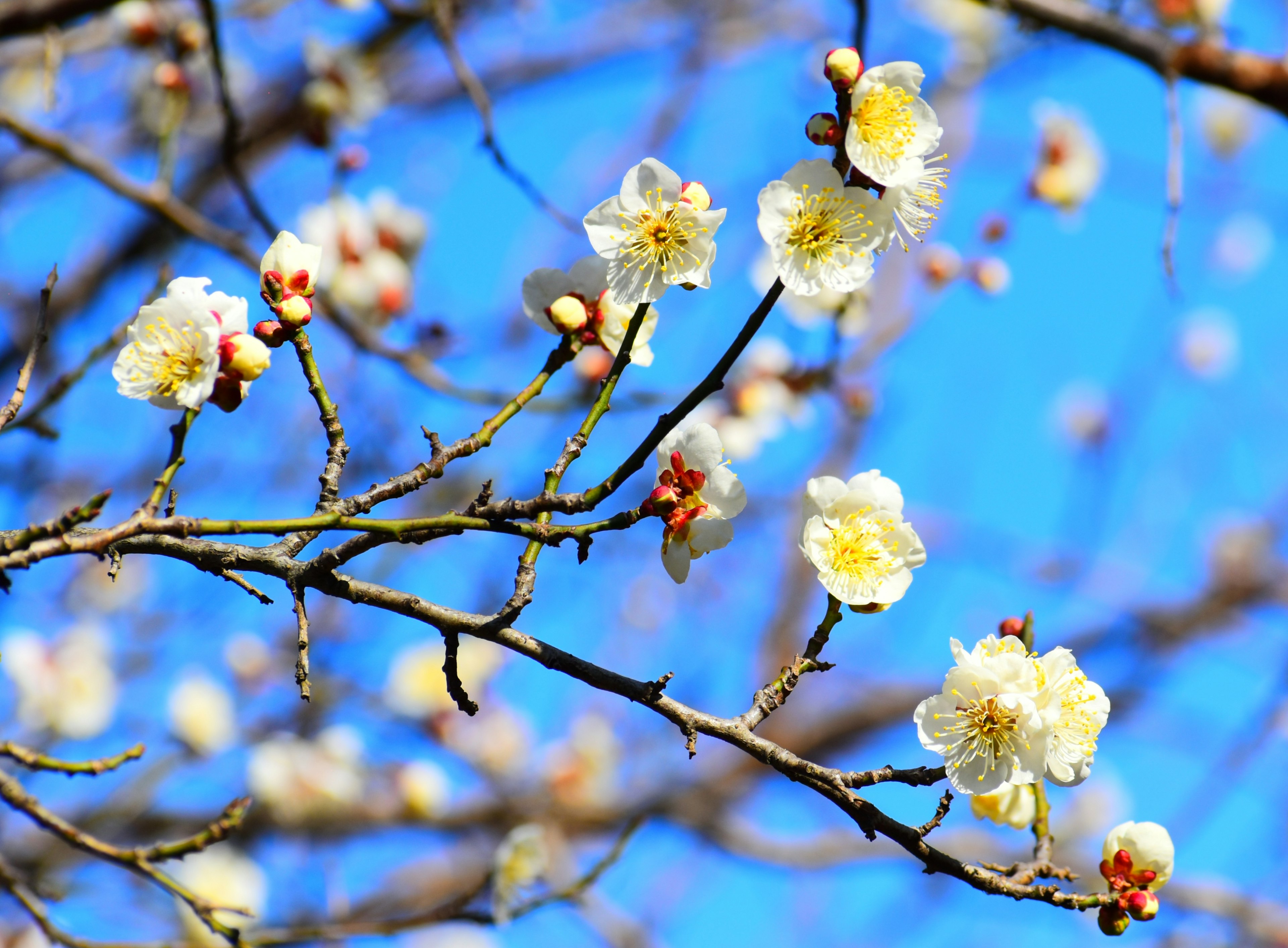 Rami di fiori di prugno bianchi contro un cielo blu