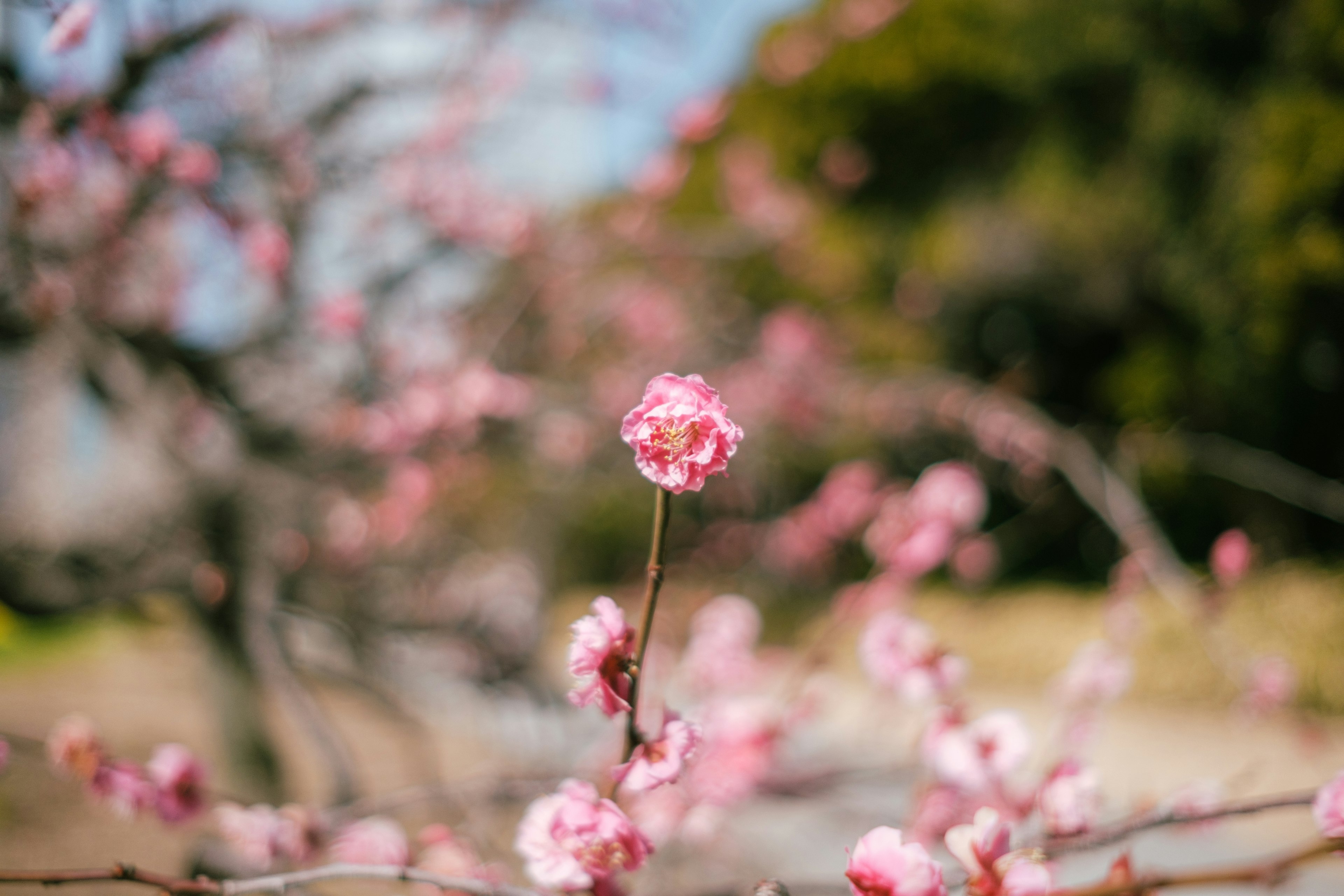 Hermosas flores de cerezo en flor en primavera