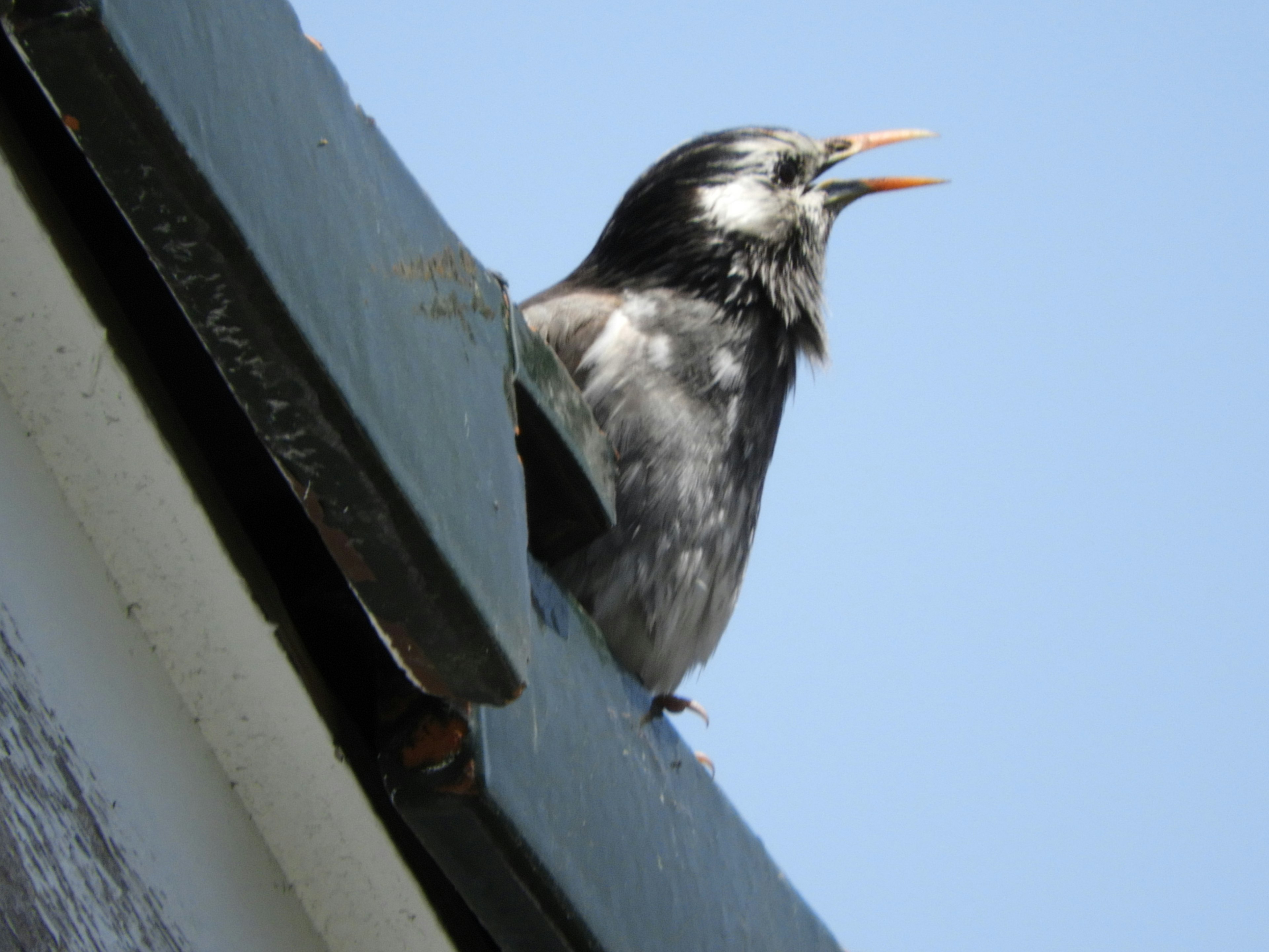 A black and white bird singing on the edge of a roof