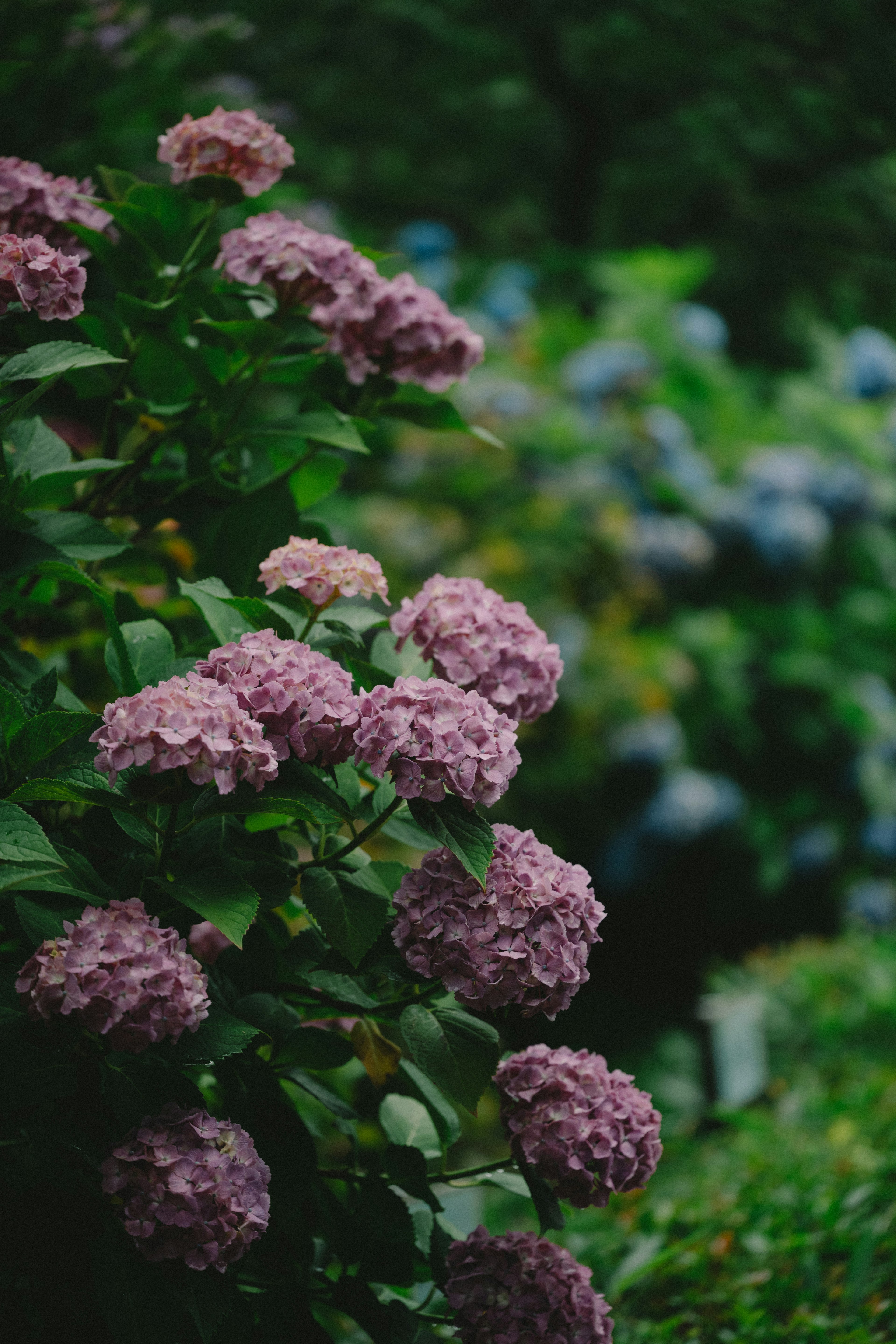 Hortensias violets en fleurs dans un jardin verdoyant