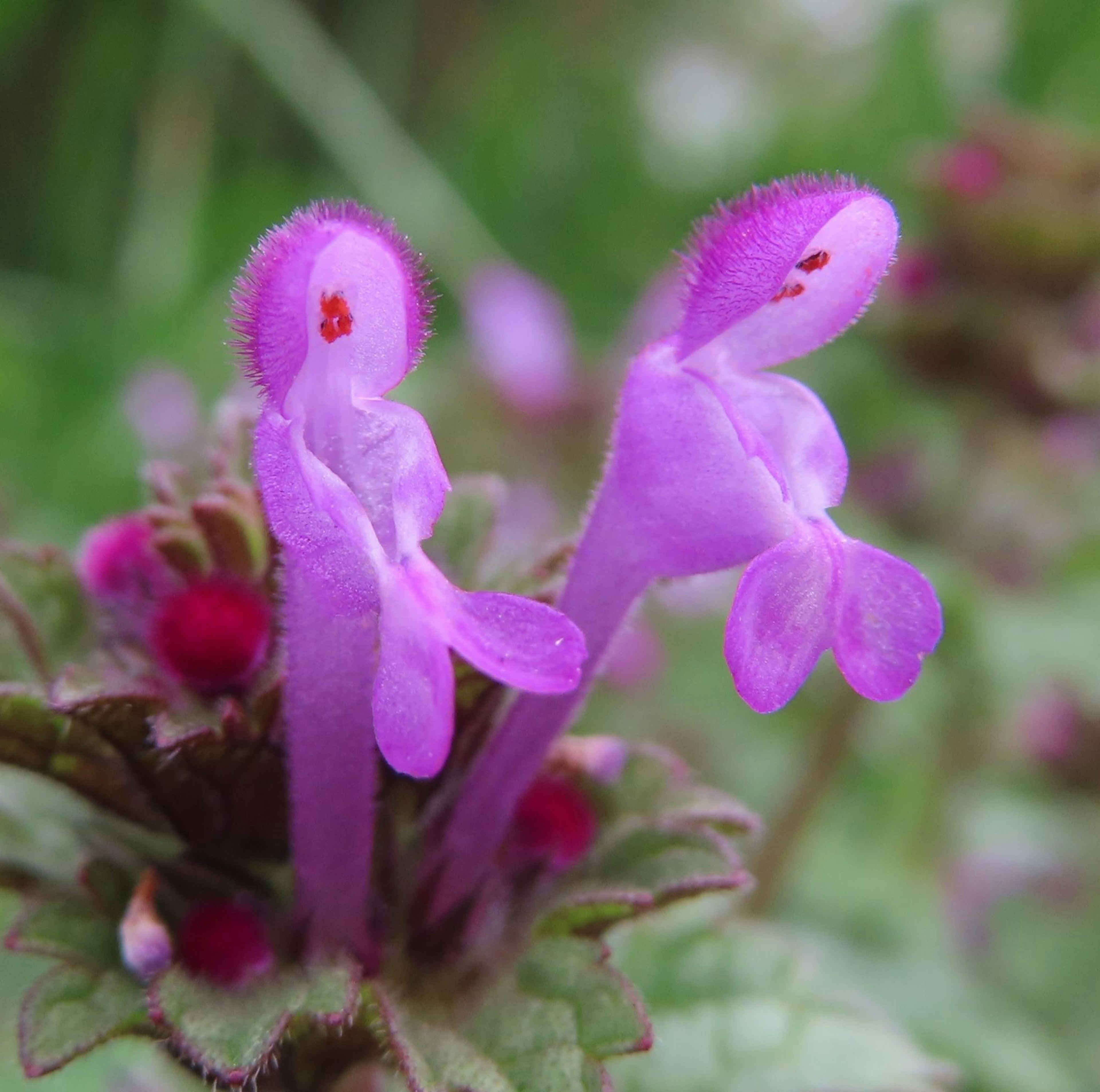 Primer plano de una planta con flores moradas vibrantes