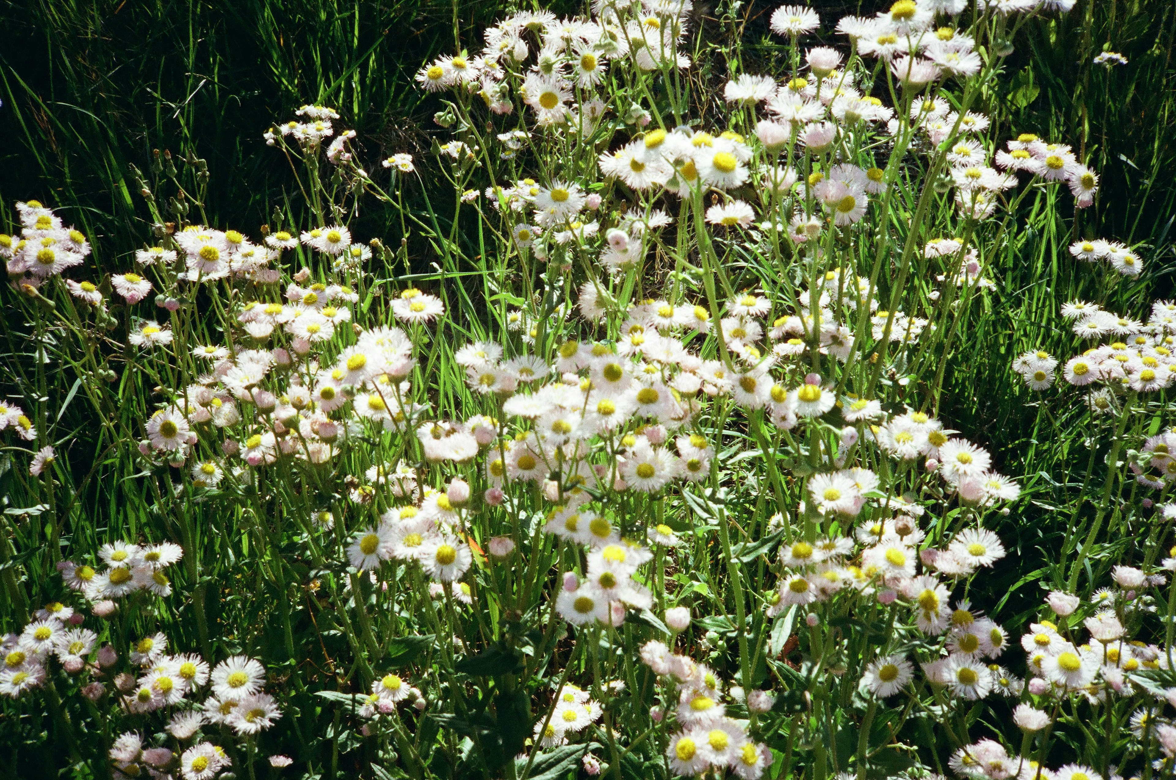 Field of blooming white flowers with yellow centers