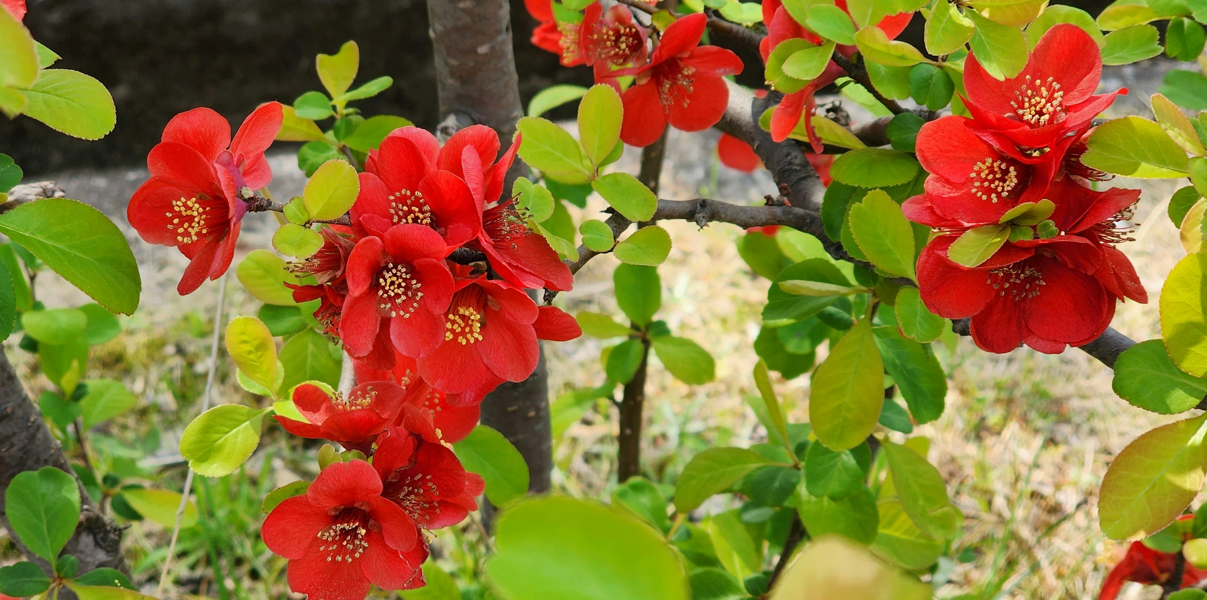 Acercamiento de una planta con flores rojas vibrantes y hojas verdes