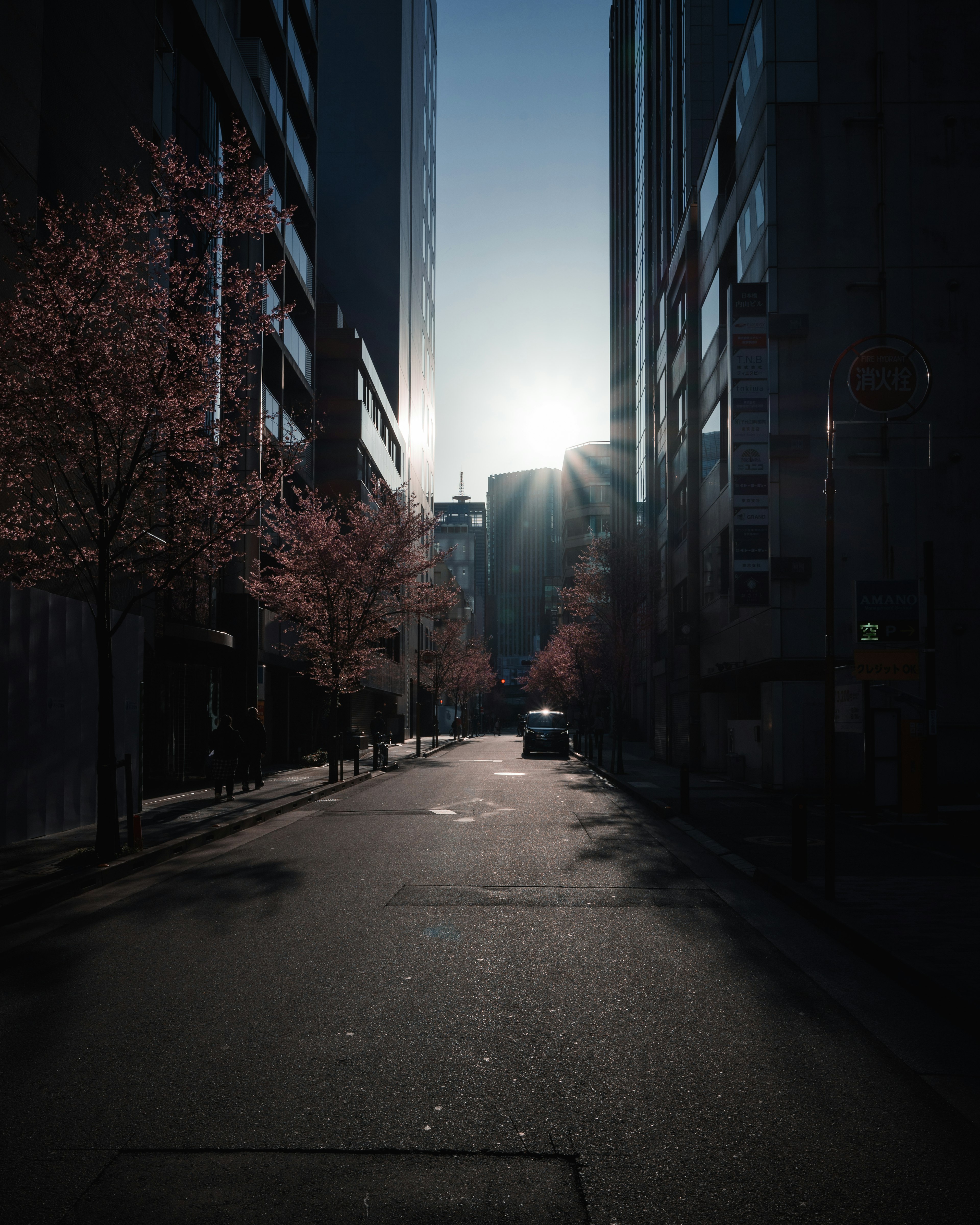 Street lined with cherry blossom trees surrounded by tall buildings