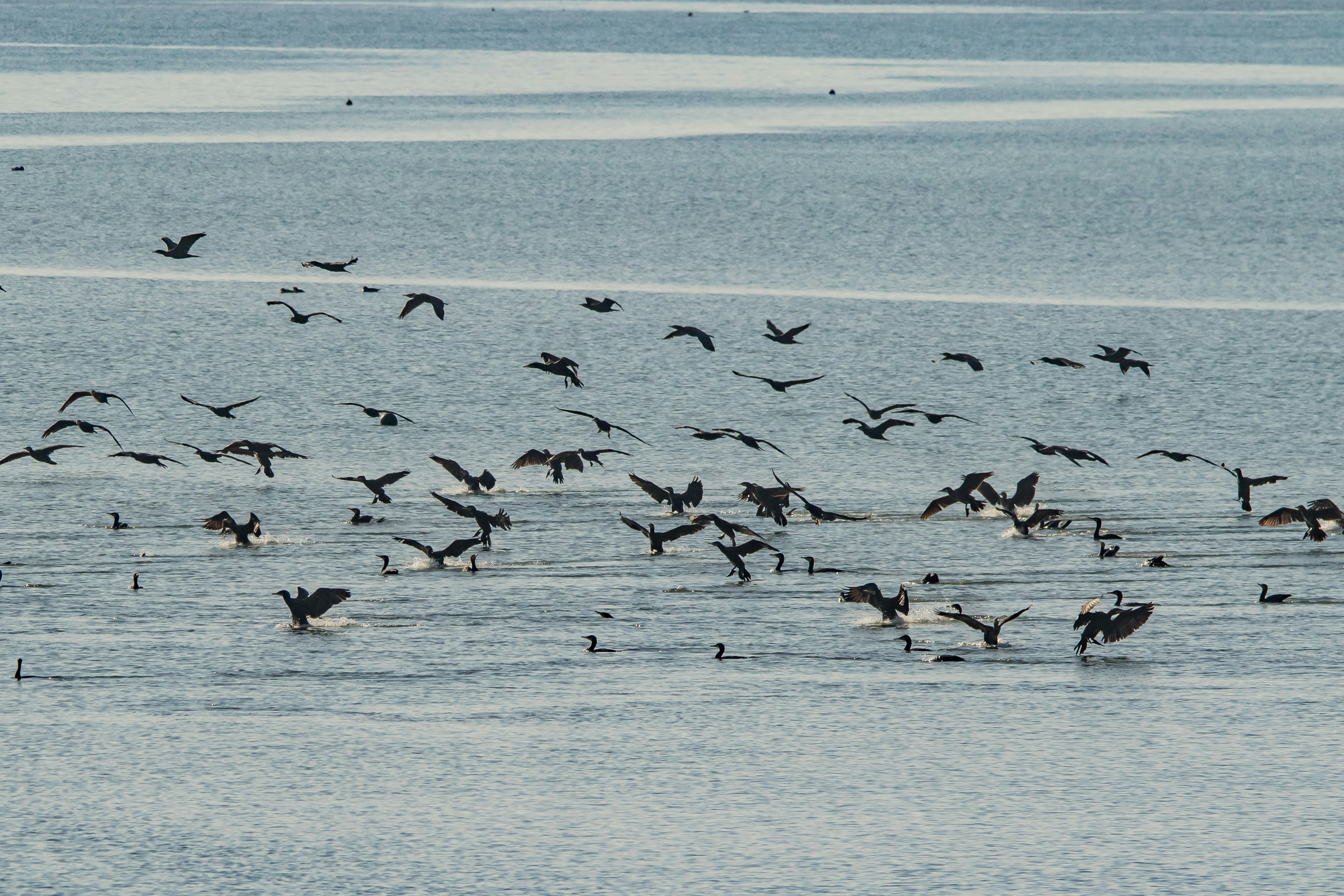 A beautiful scene of many birds flying over the water surface in formation