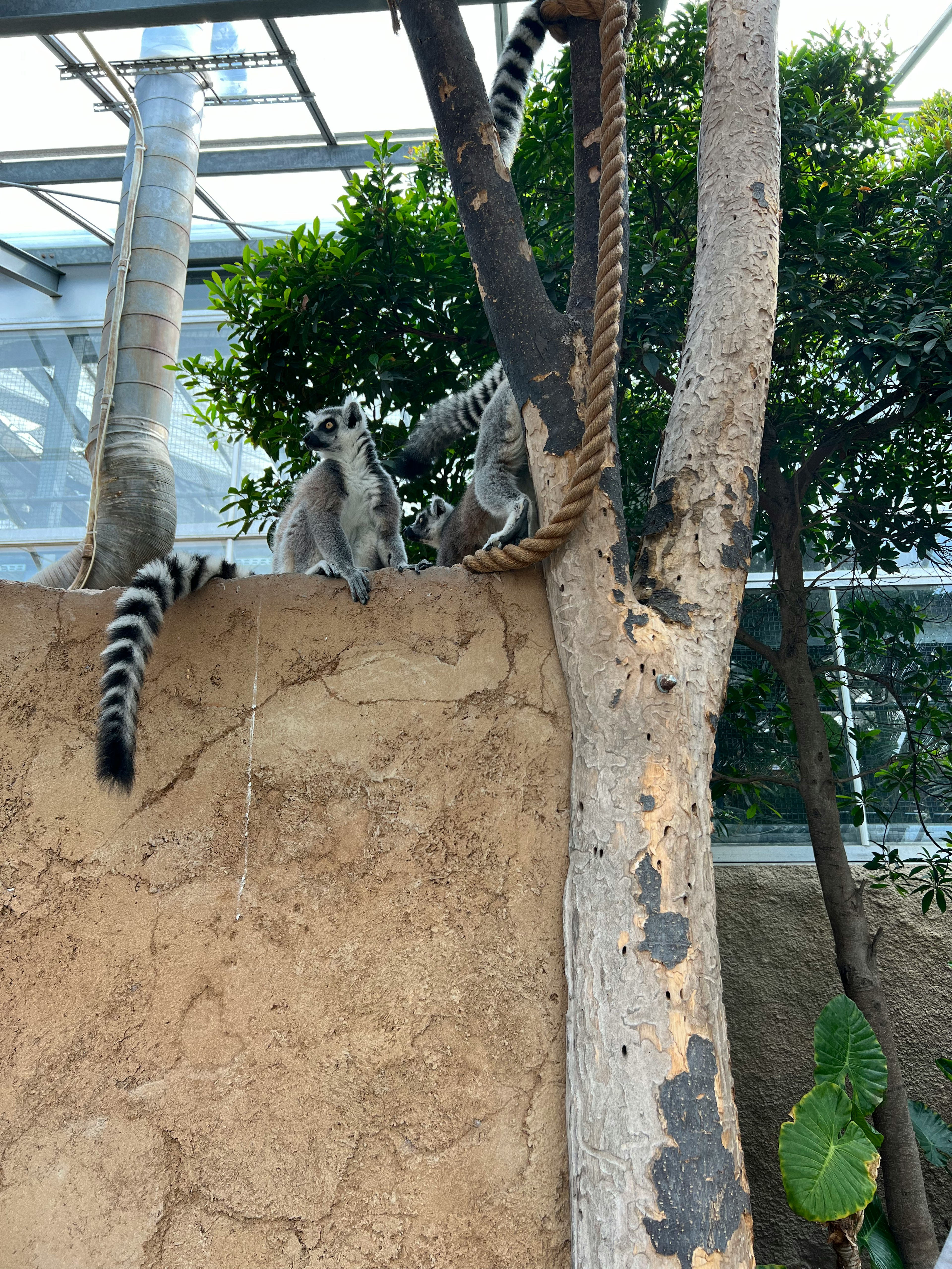 二匹のマダガスカルのキツネザルが木の上で遊んでいる様子