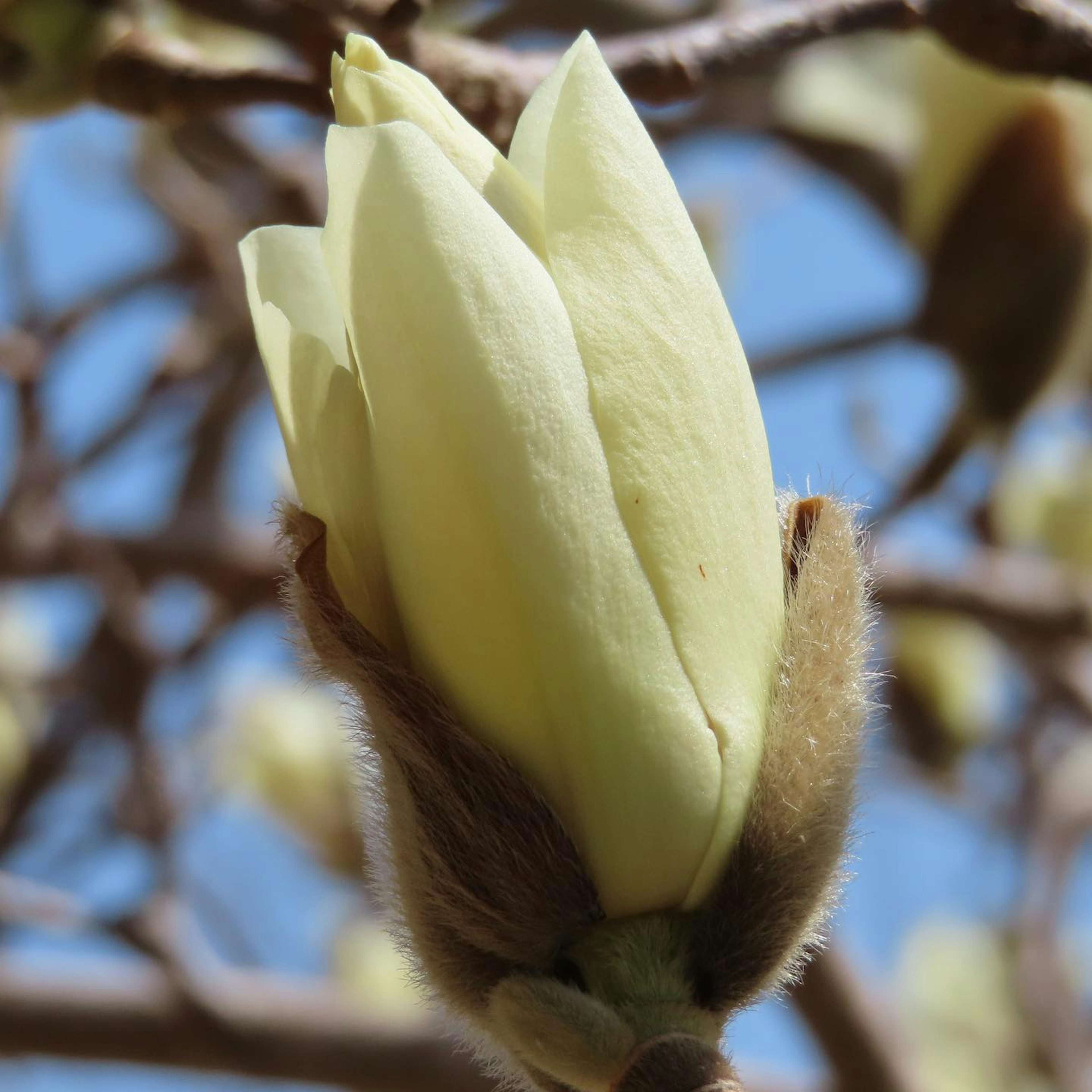 Kedekatan kuncup magnolia dengan kelopak hijau pucat