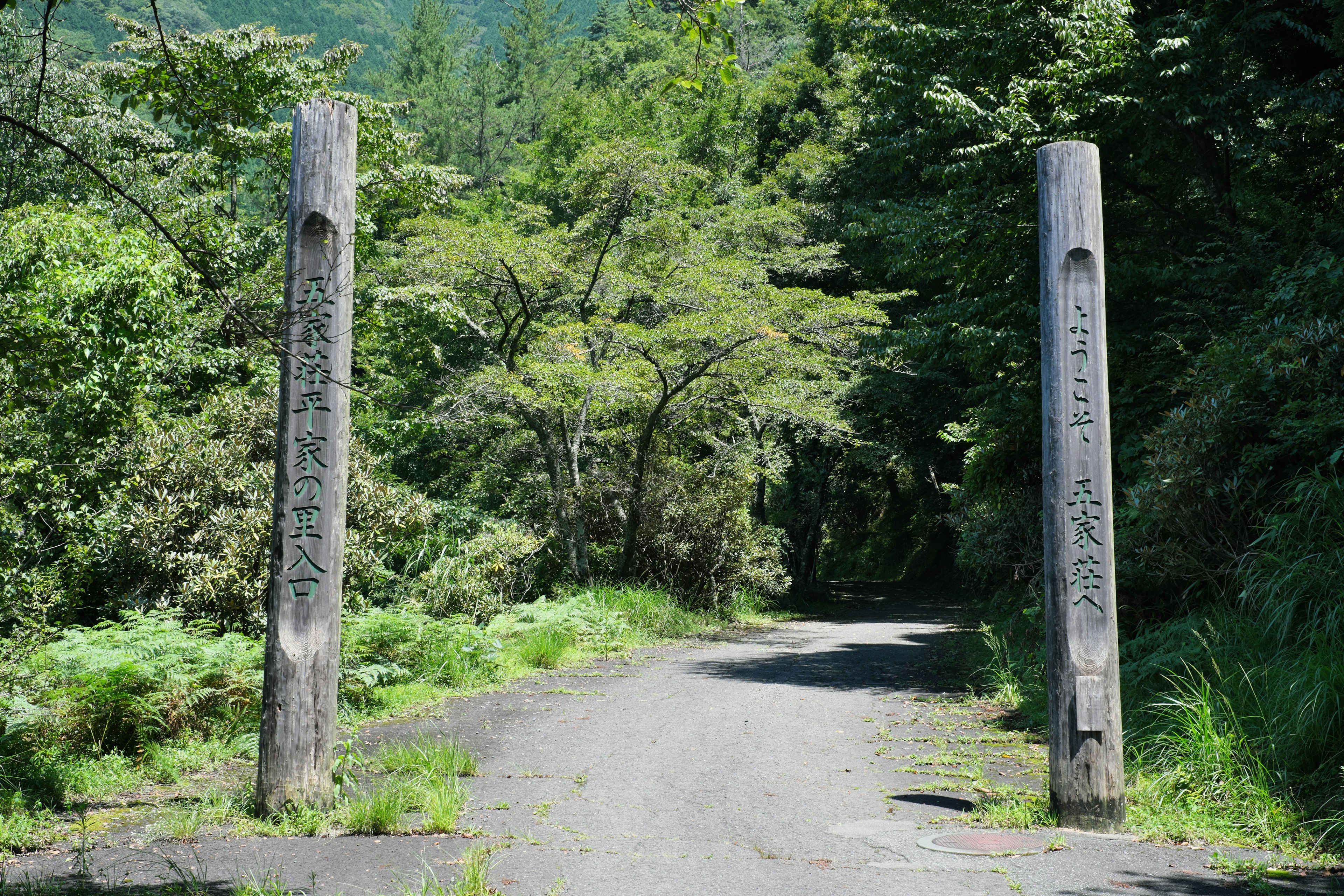 森林中的石門被綠色樹木環繞