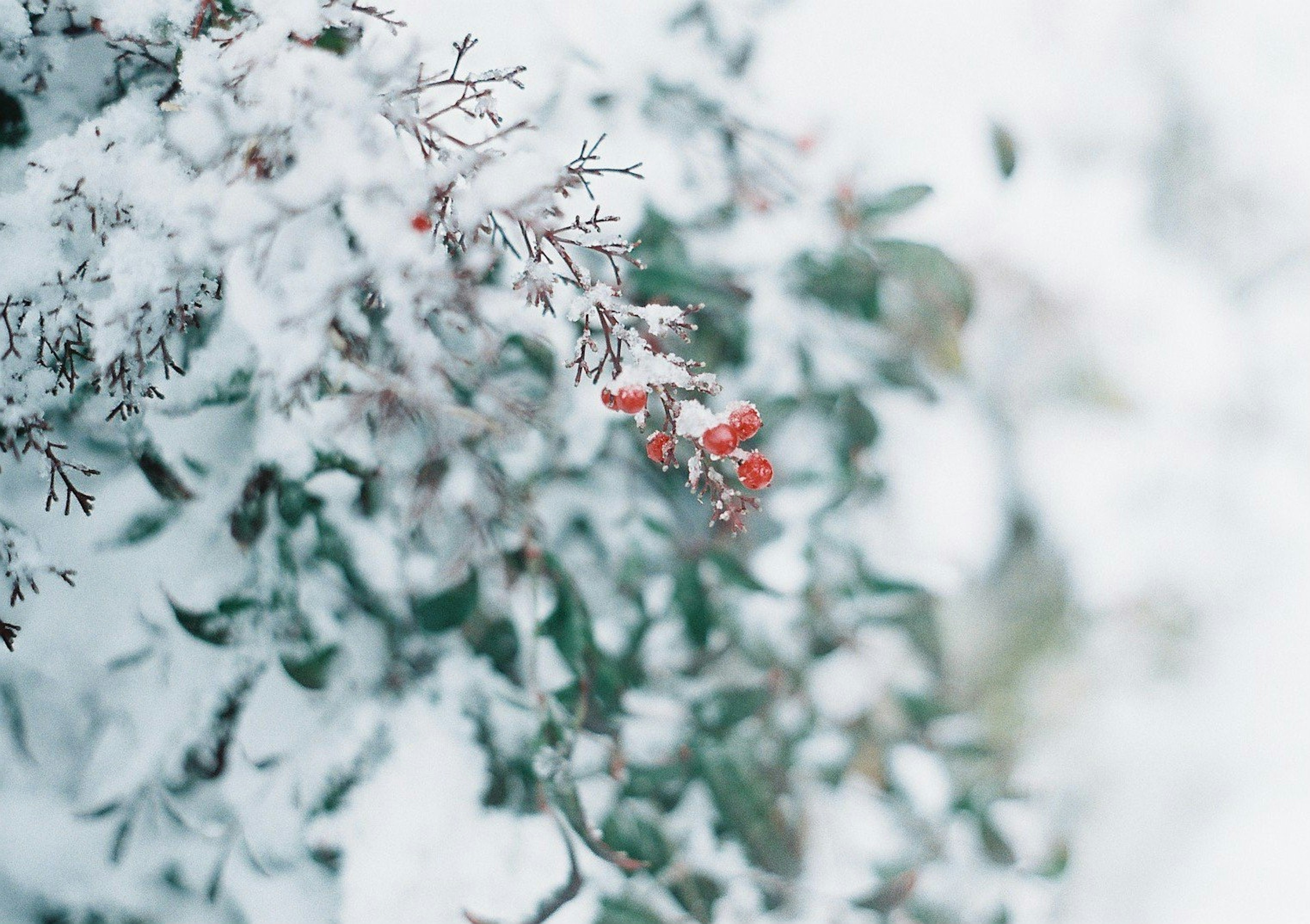 Branche avec des baies rouges et des feuilles vertes recouvertes de neige