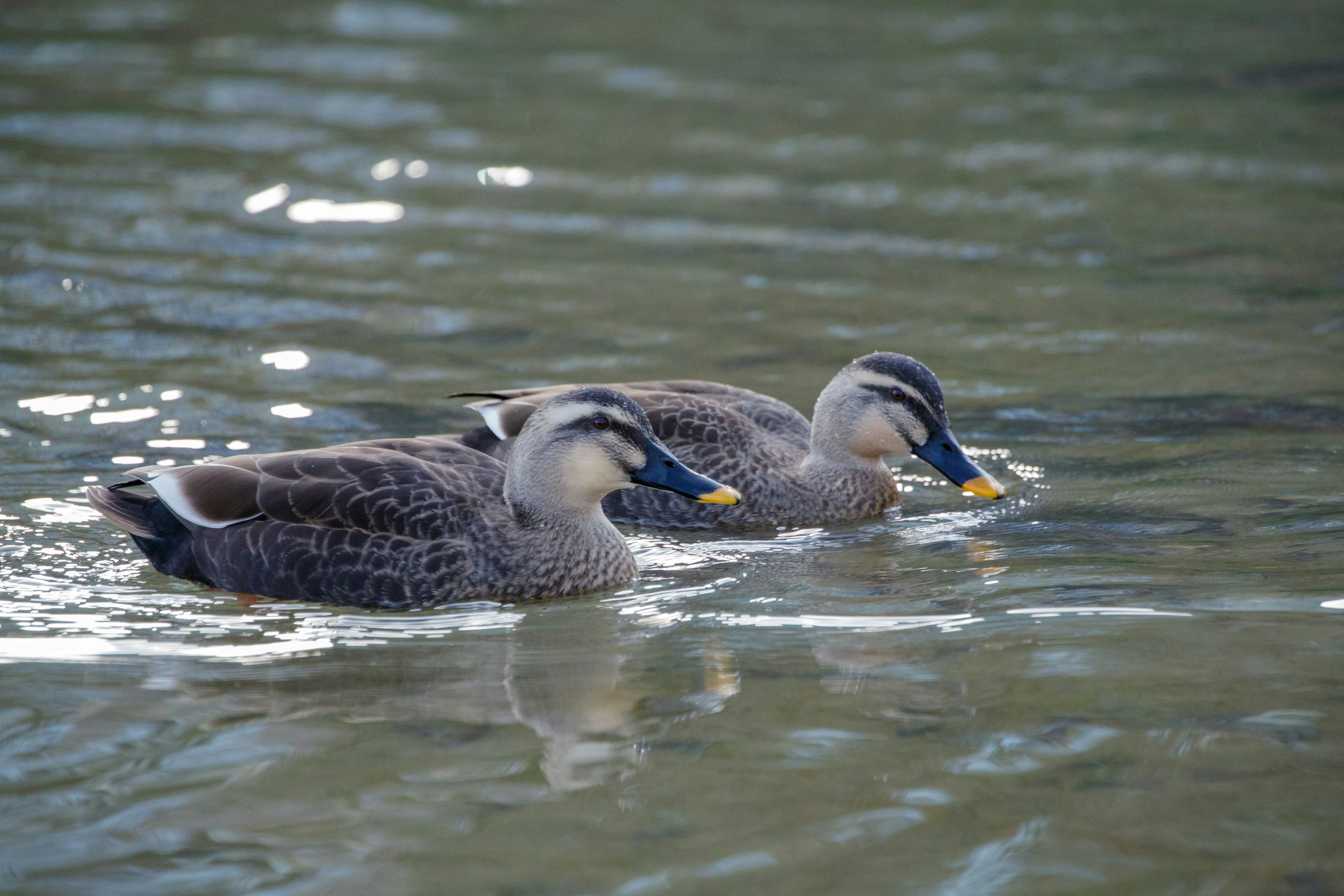 Deux canards nageant à la surface de l'eau