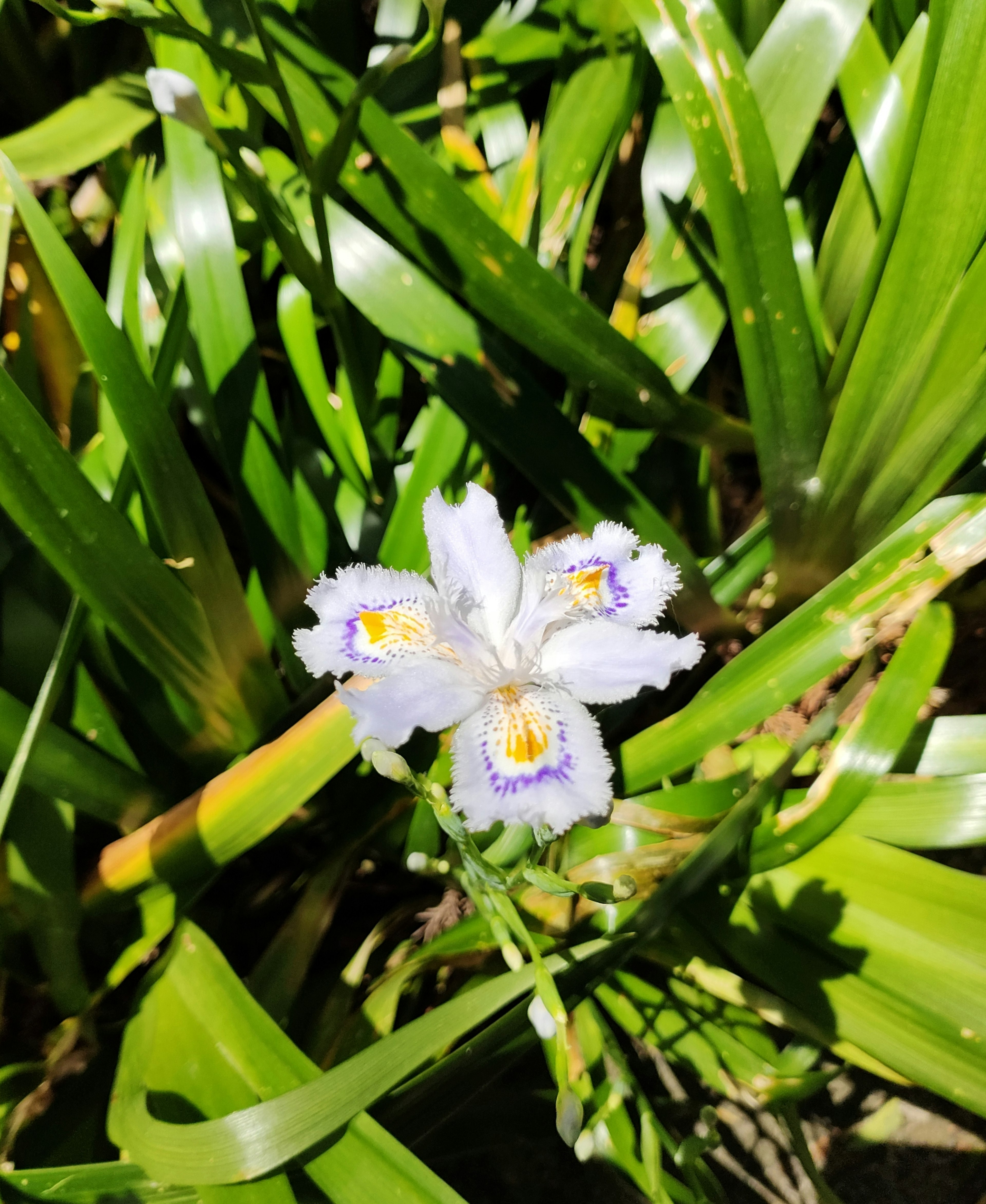 Fleur blanche avec des motifs violets entourée de feuilles vertes