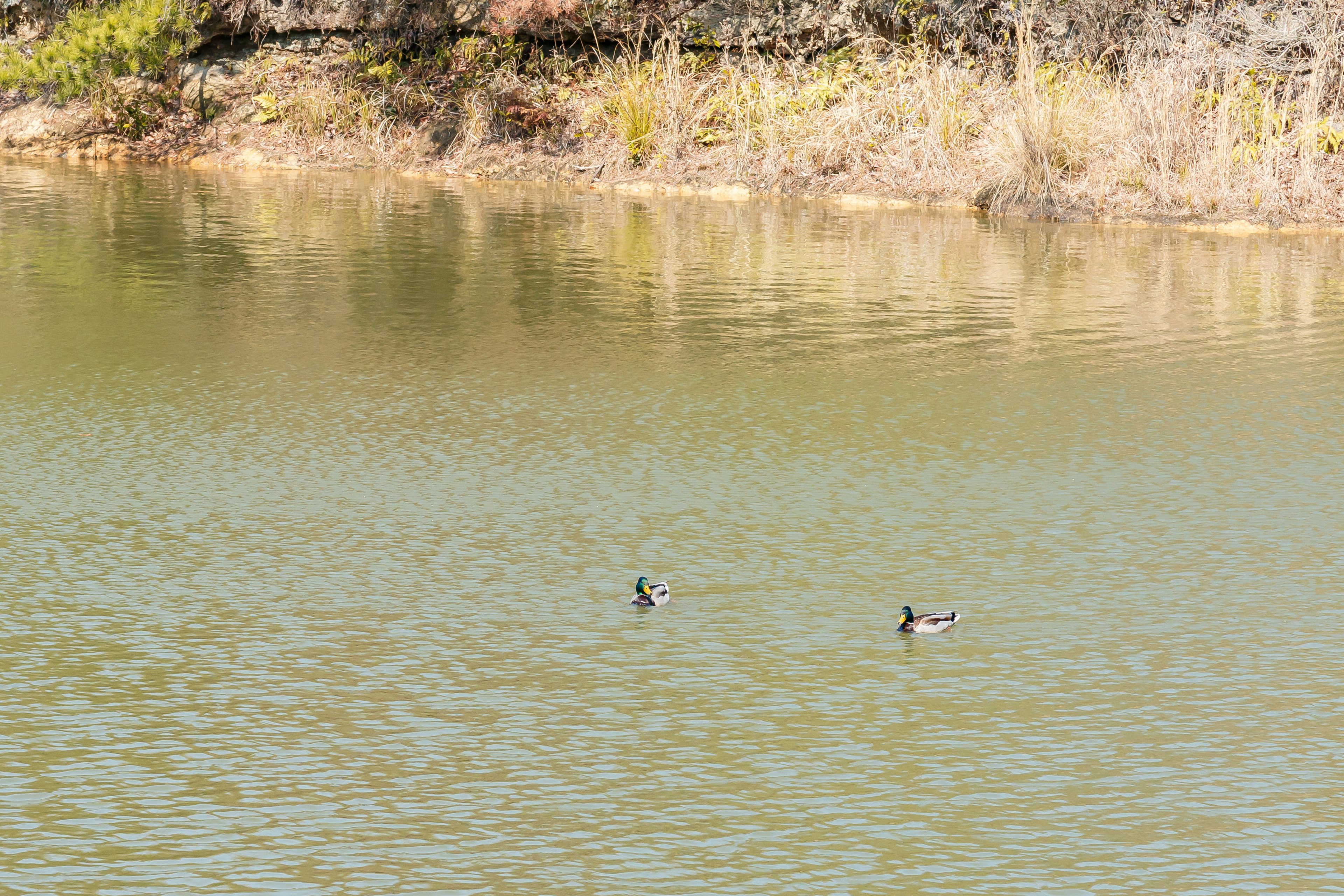 Due anatre che nuotano in un lago sereno circondato da alberi