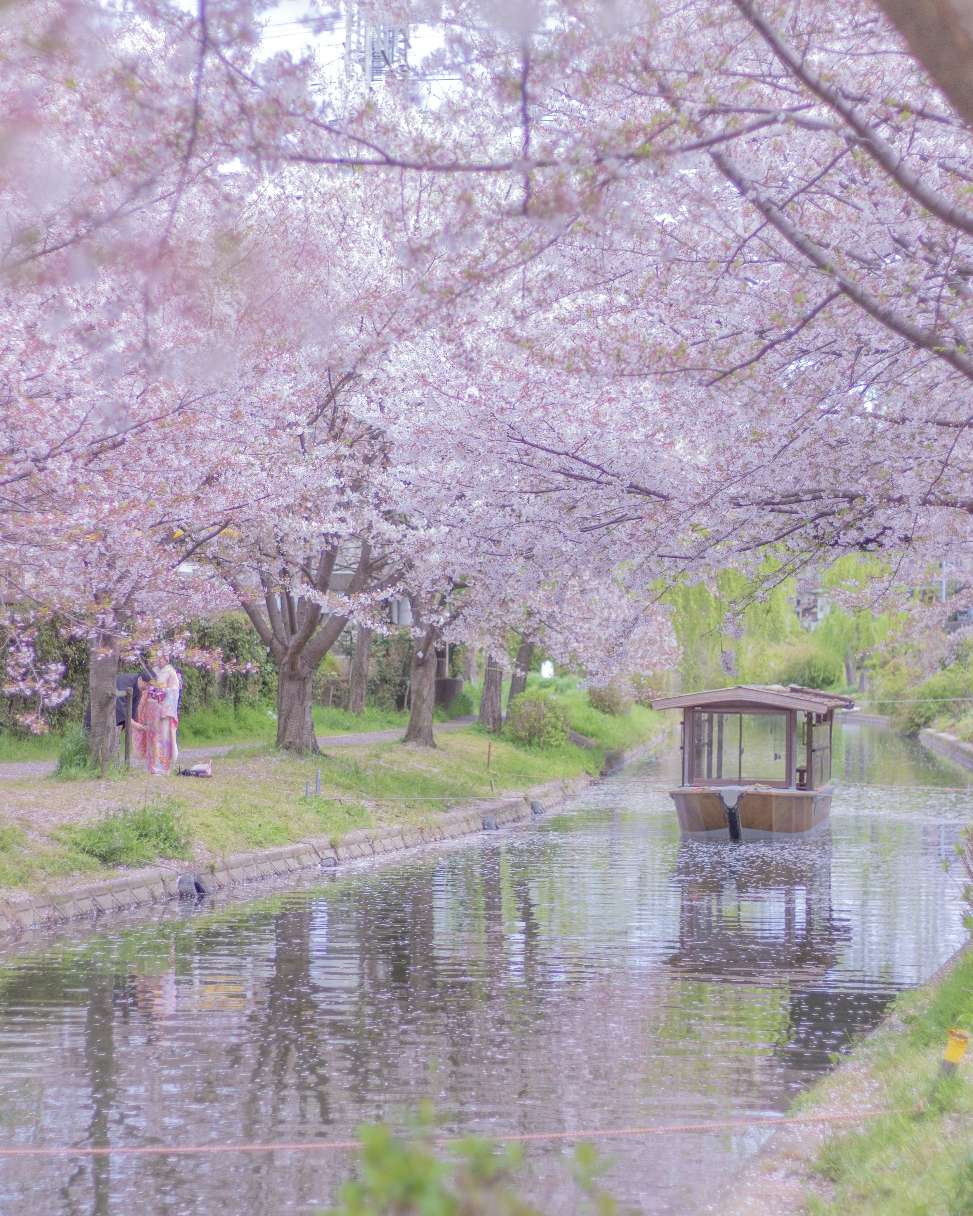 Un cours d'eau serein entouré d'arbres en fleurs de cerisier avec un petit bateau